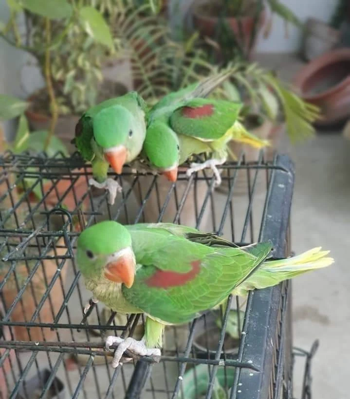 Parrots for sale