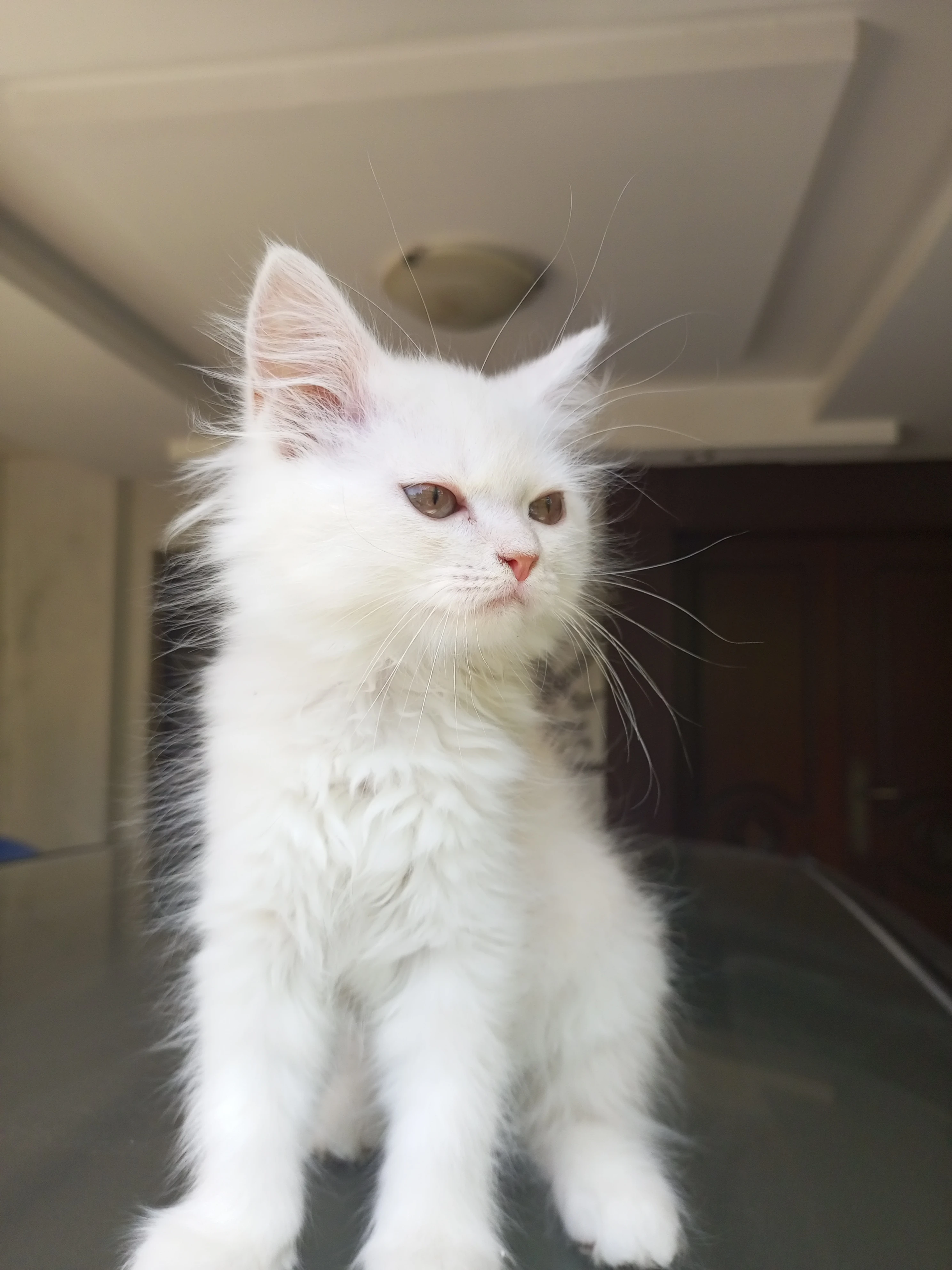 Persian kitten for sale-Image 3