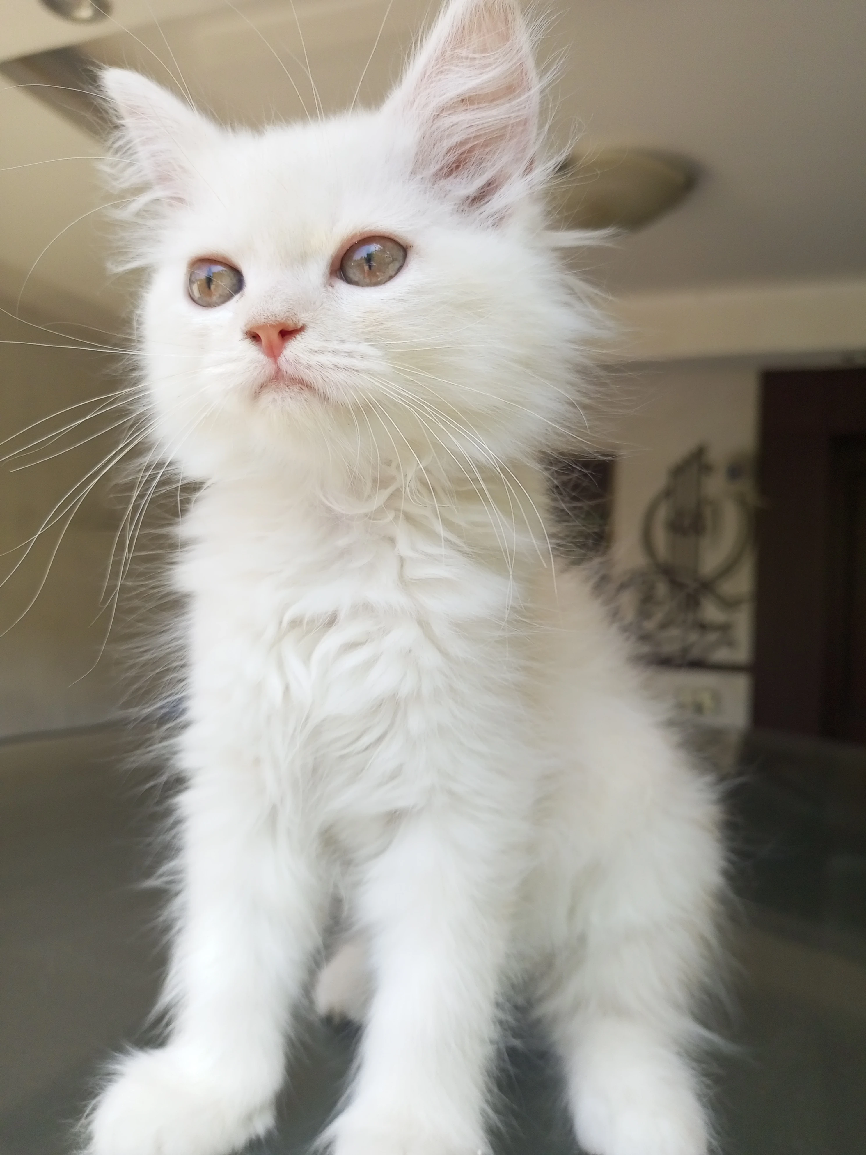 Persian kitten for sale-Image 4