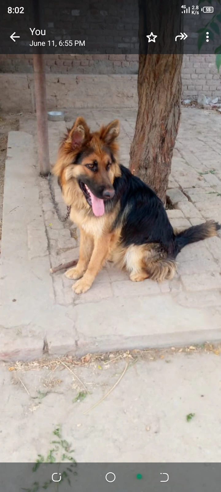 German shepherd