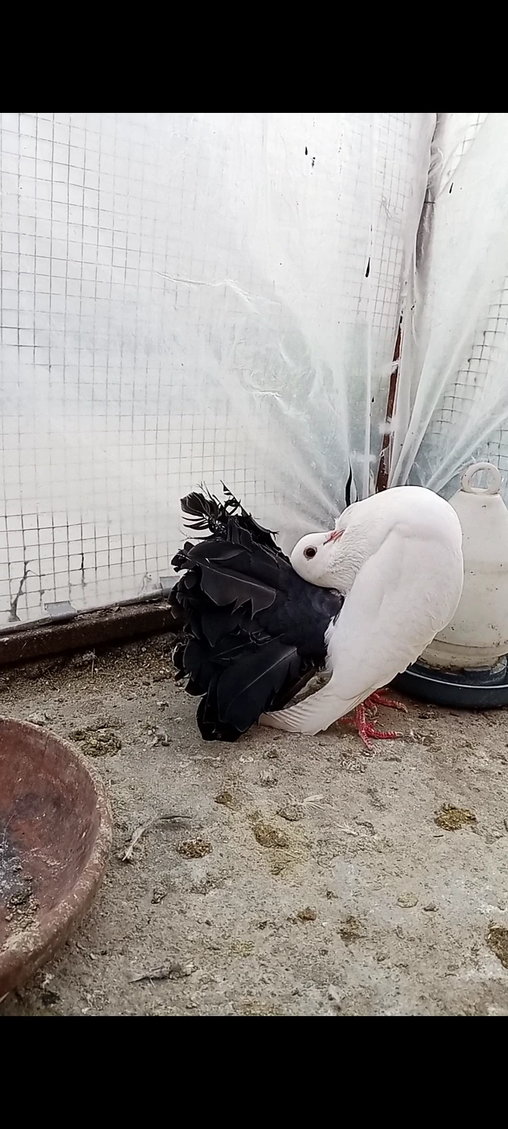 Blacktail breeder females