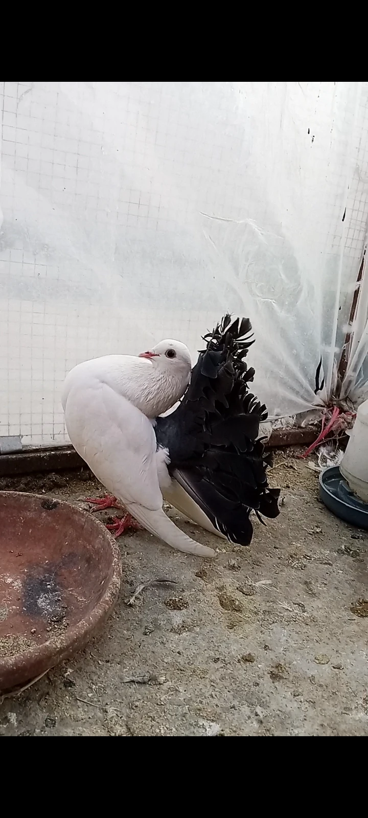 Blacktail breeder females