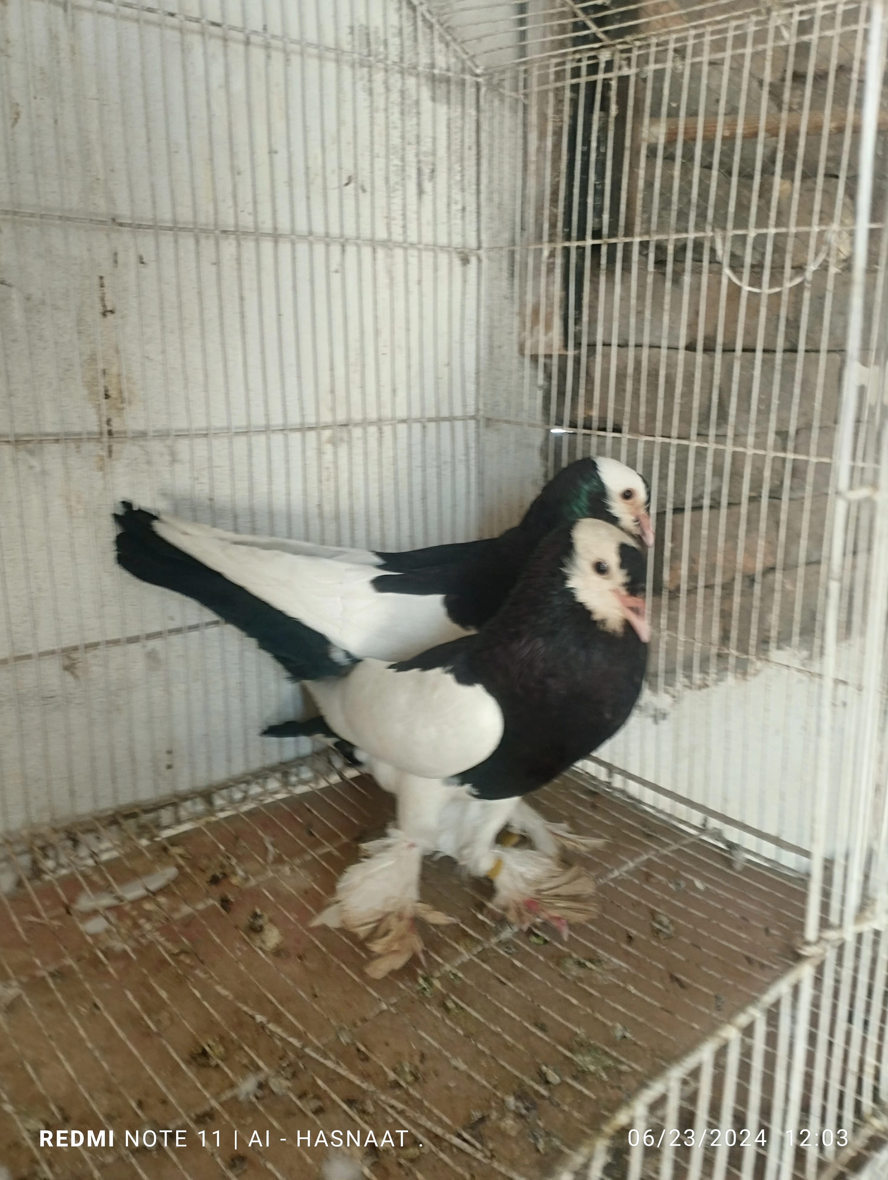 Pigeons for sale