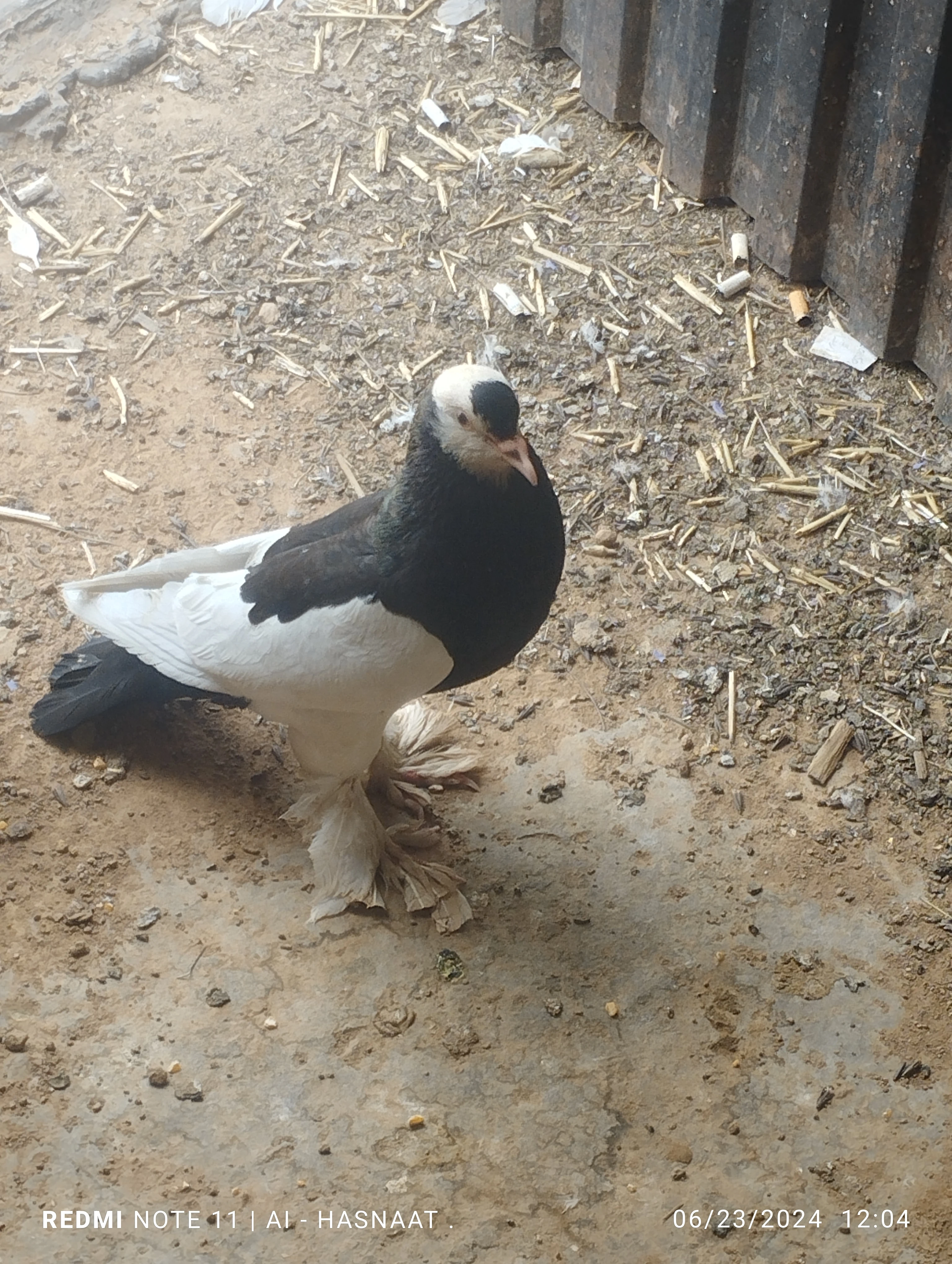 Pigeons for sale