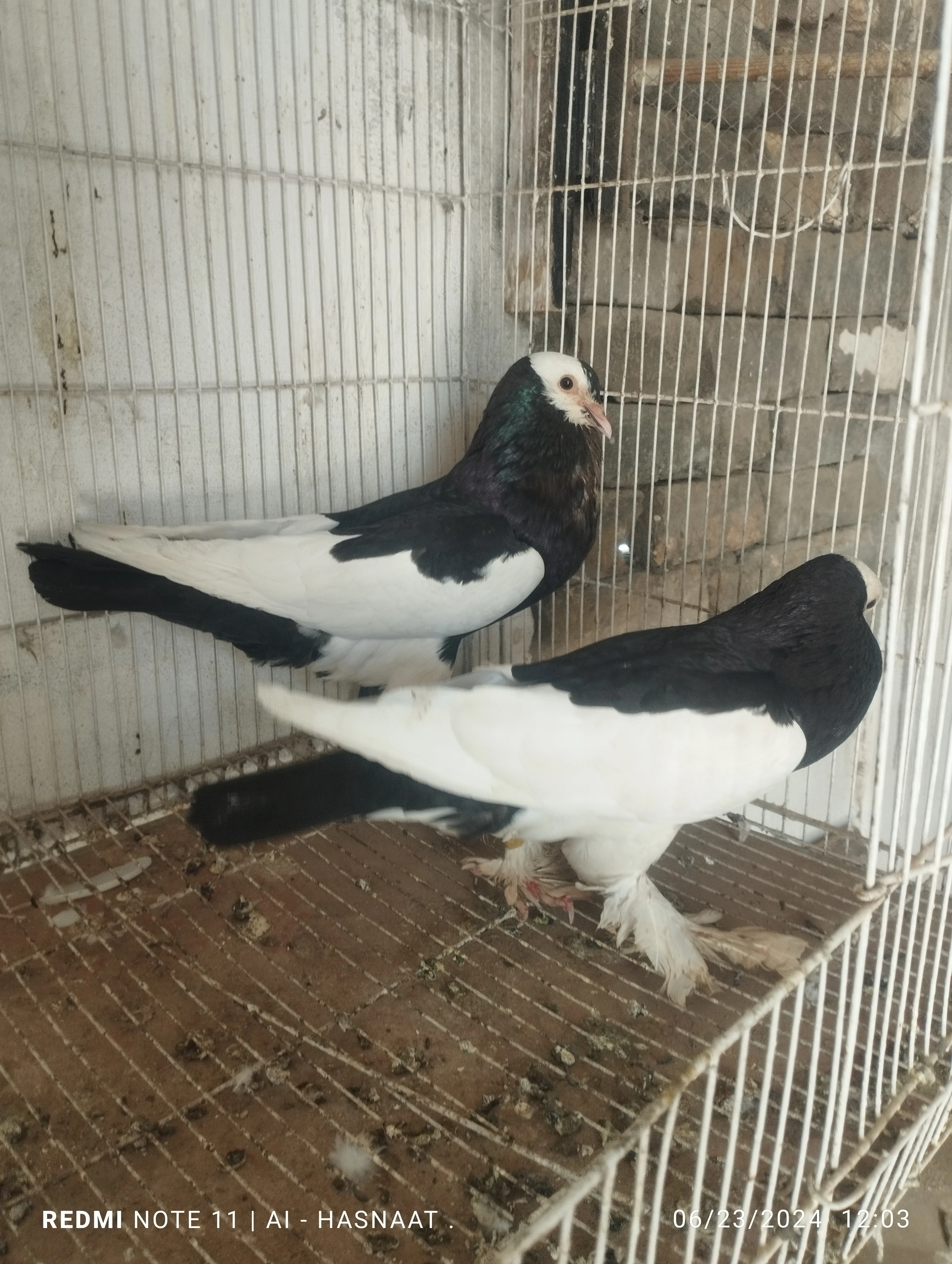 Pigeons for sale