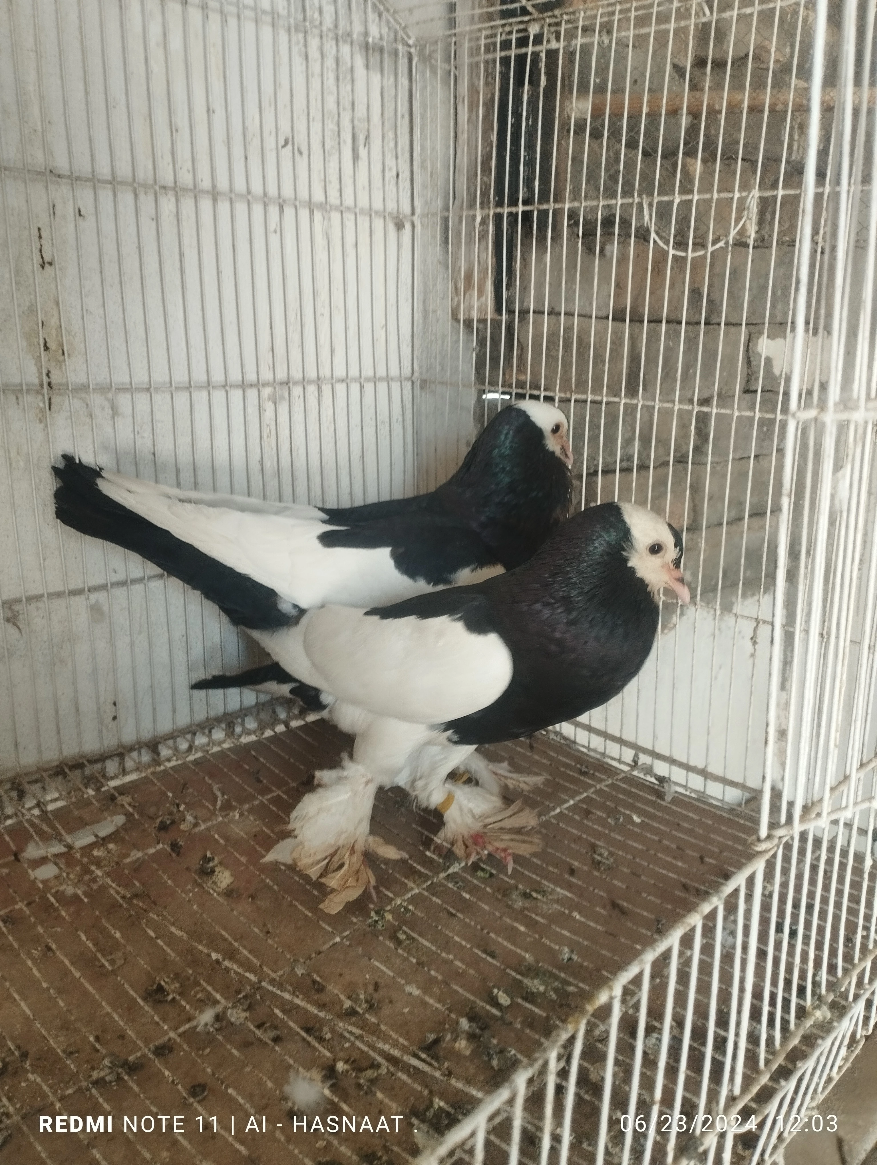 Pigeons for sale-Image 7