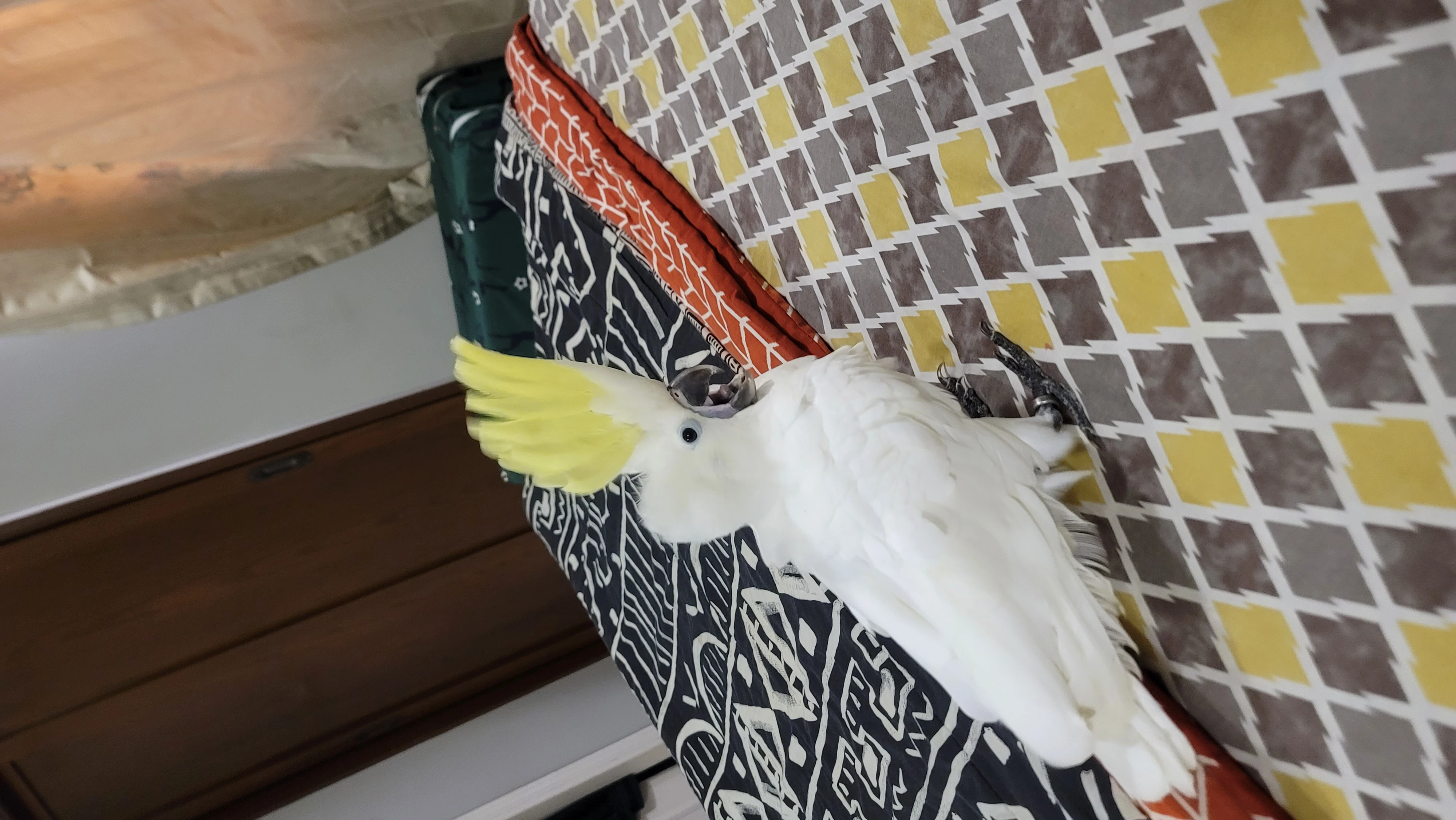 Titron cockatoo for sale fully tamed