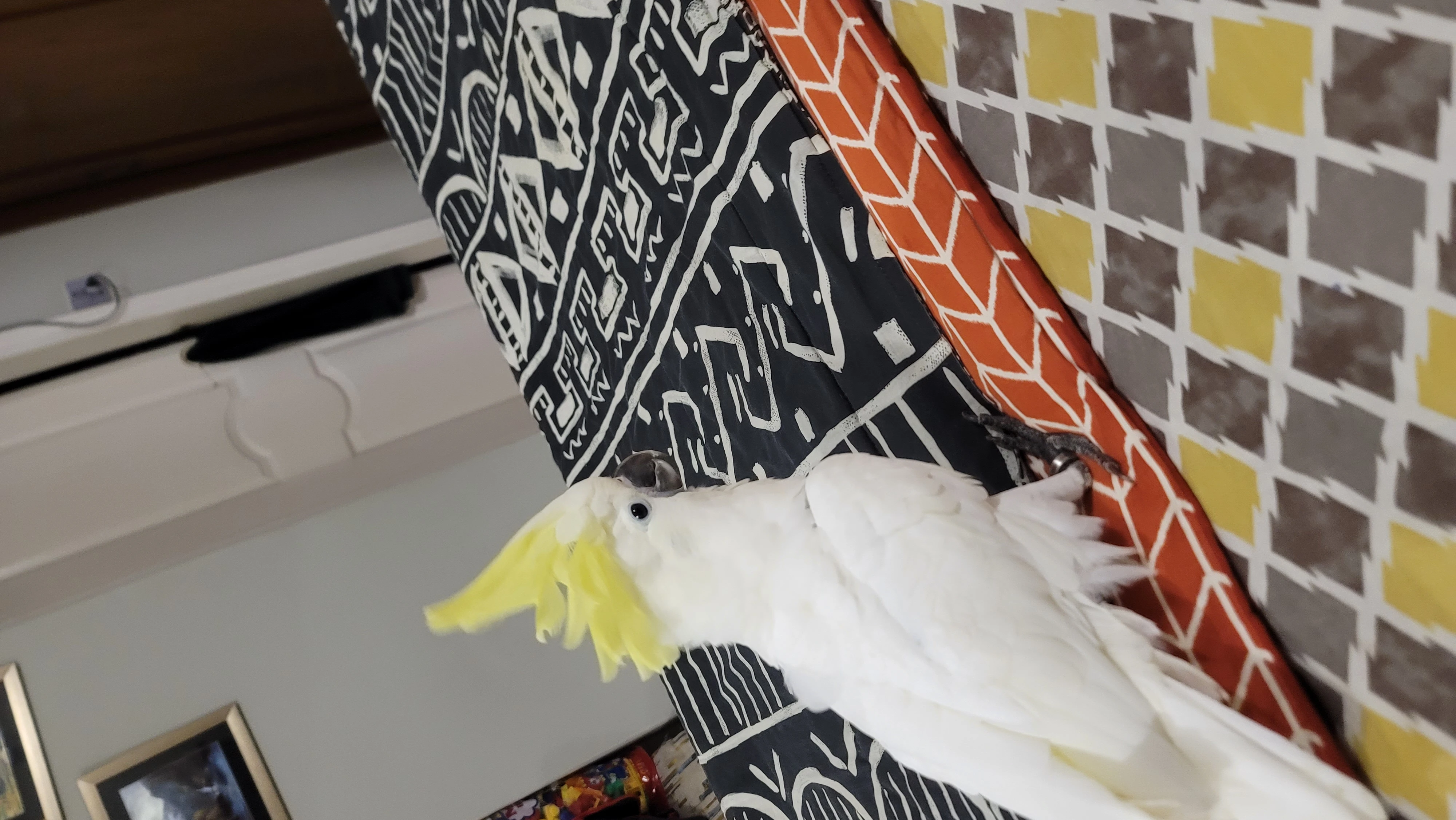 Titron cockatoo for sale fully tamed