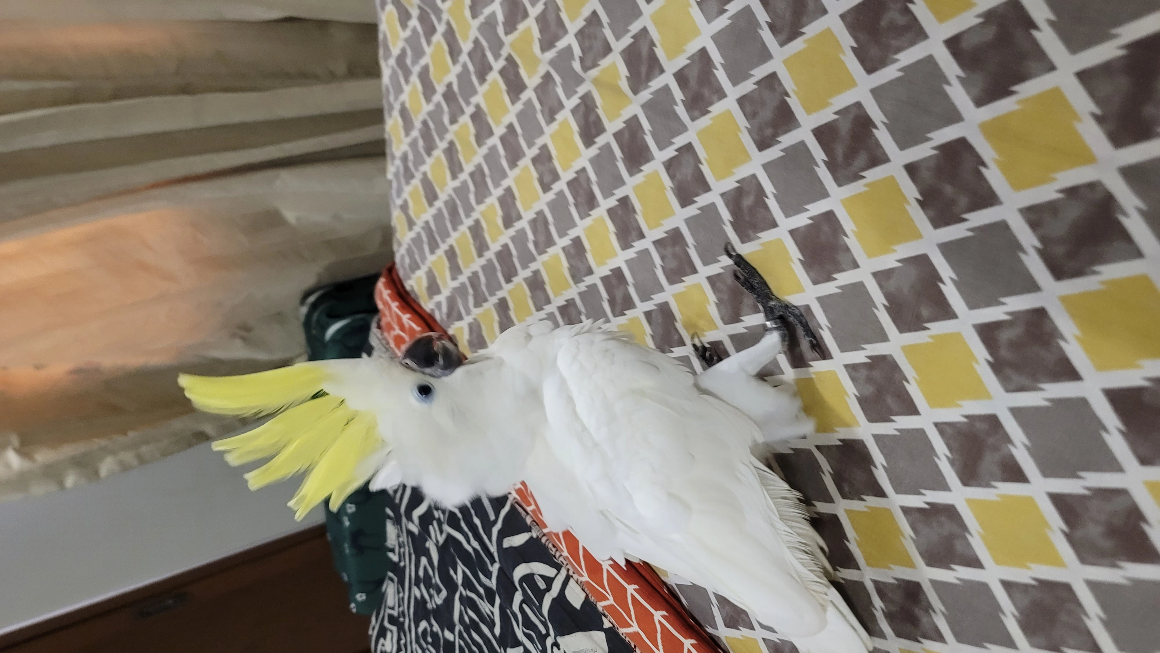 Titron cockatoo for sale fully tamed