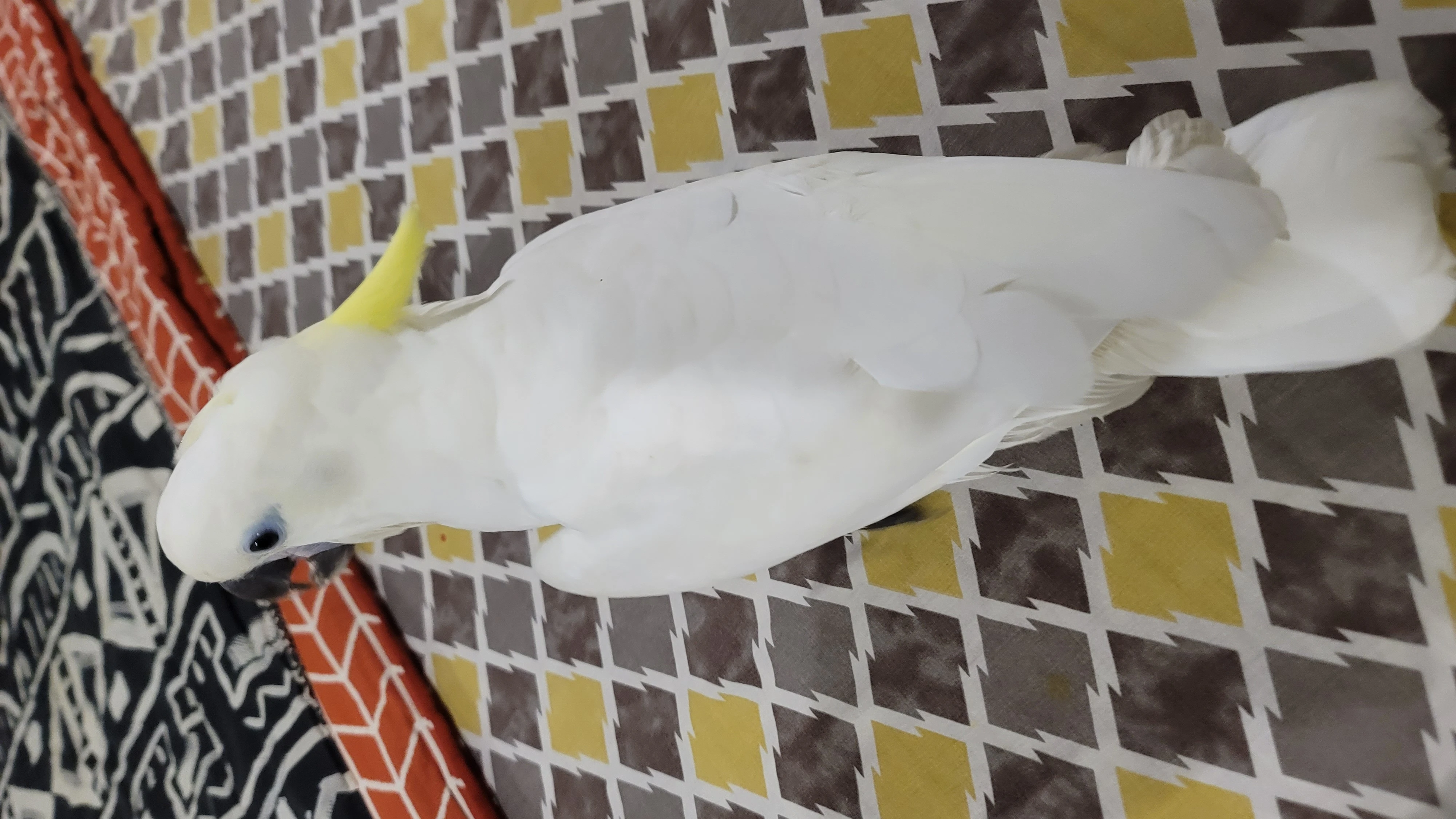 Titron cockatoo for sale fully tamed