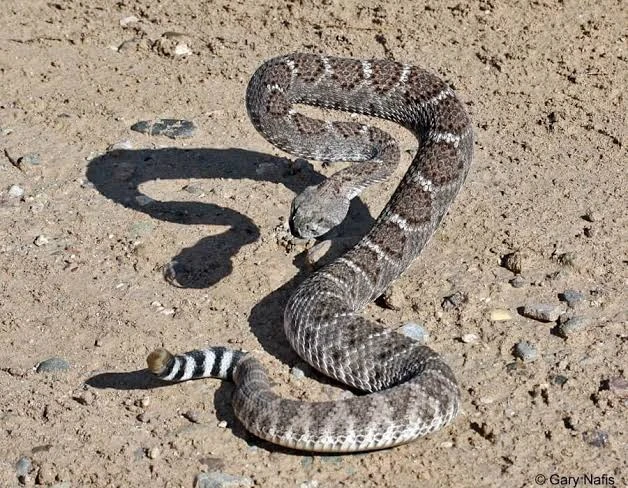 Rattle snake