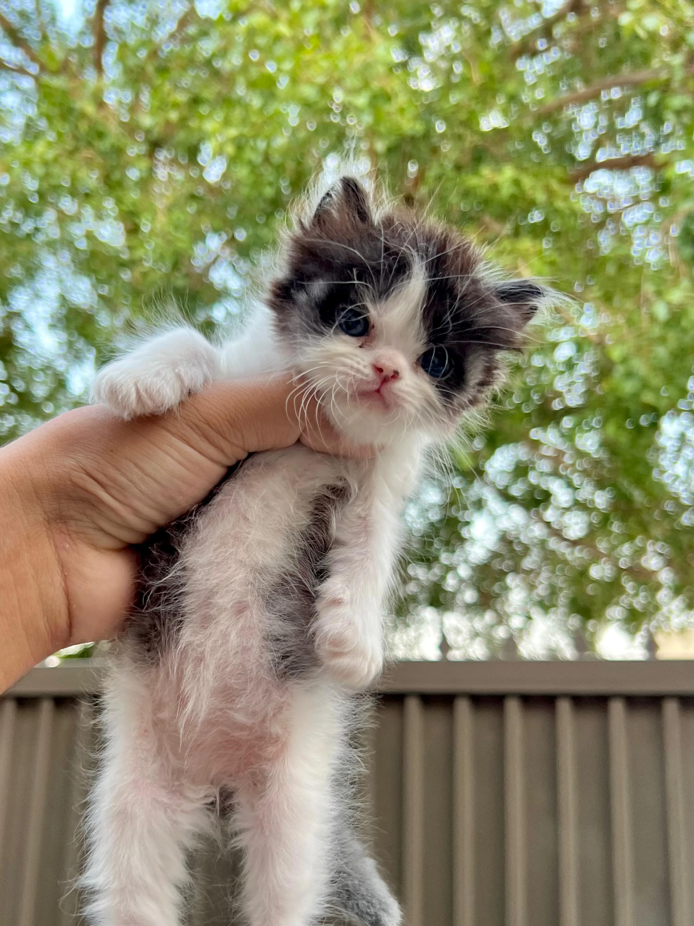 cute persian kittens