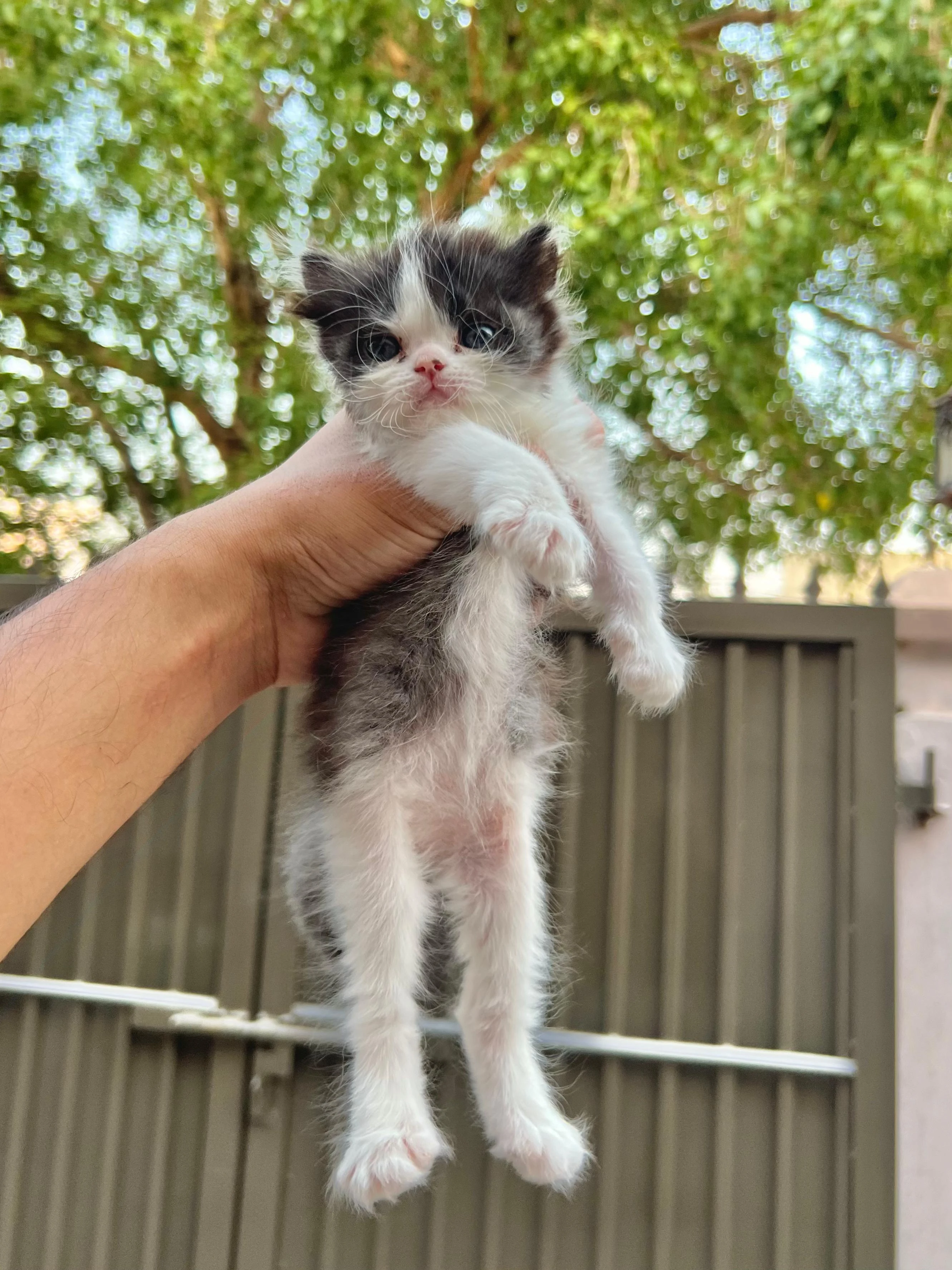 cute persian kittens