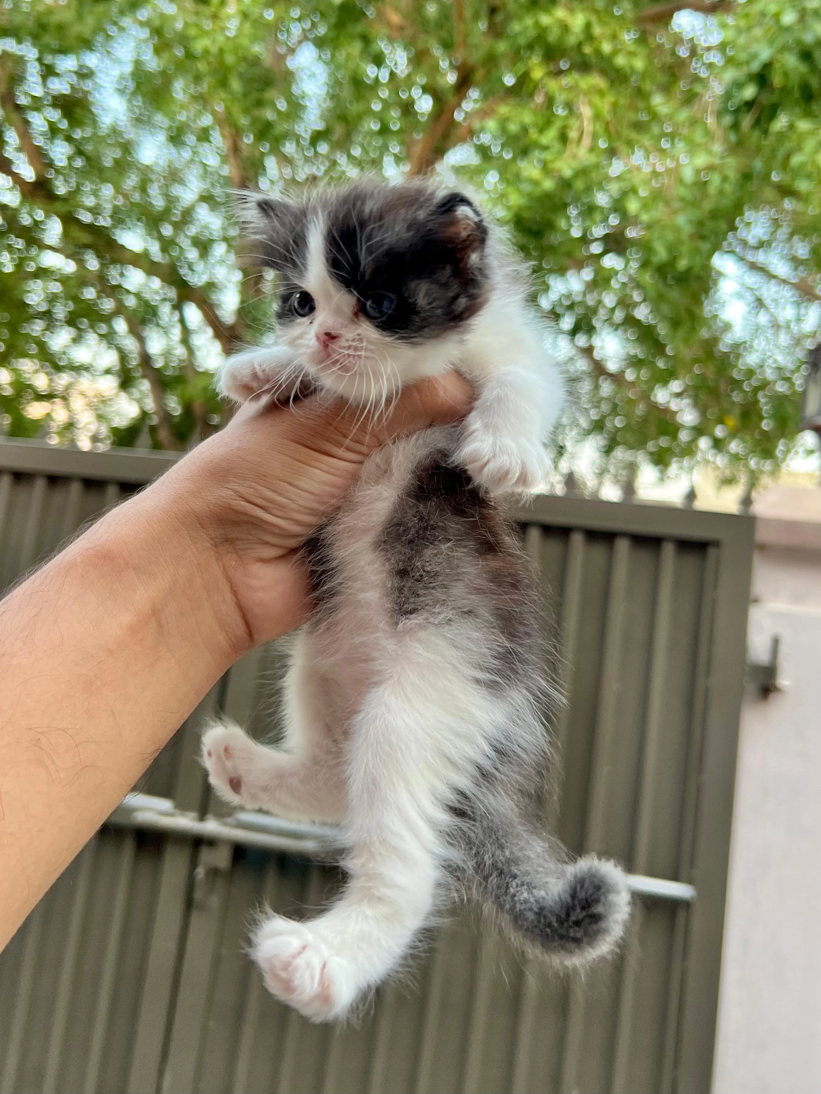 cute persian kittens