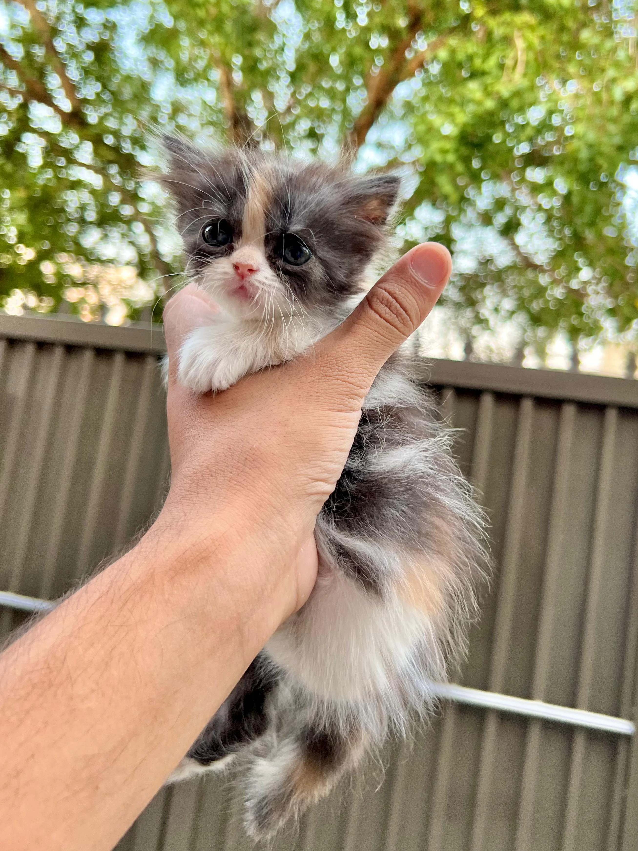 cute persian kittens