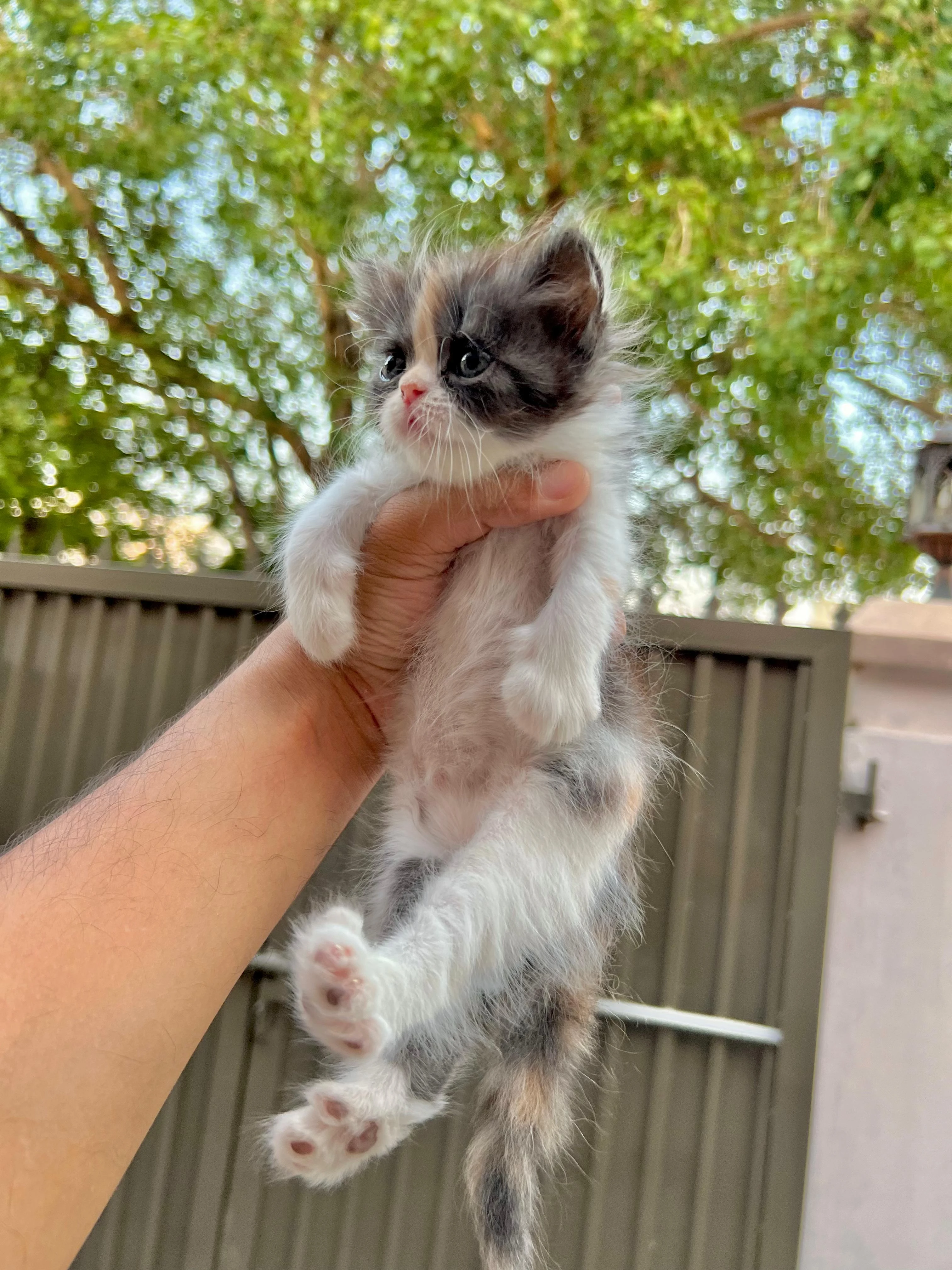 cute persian kittens