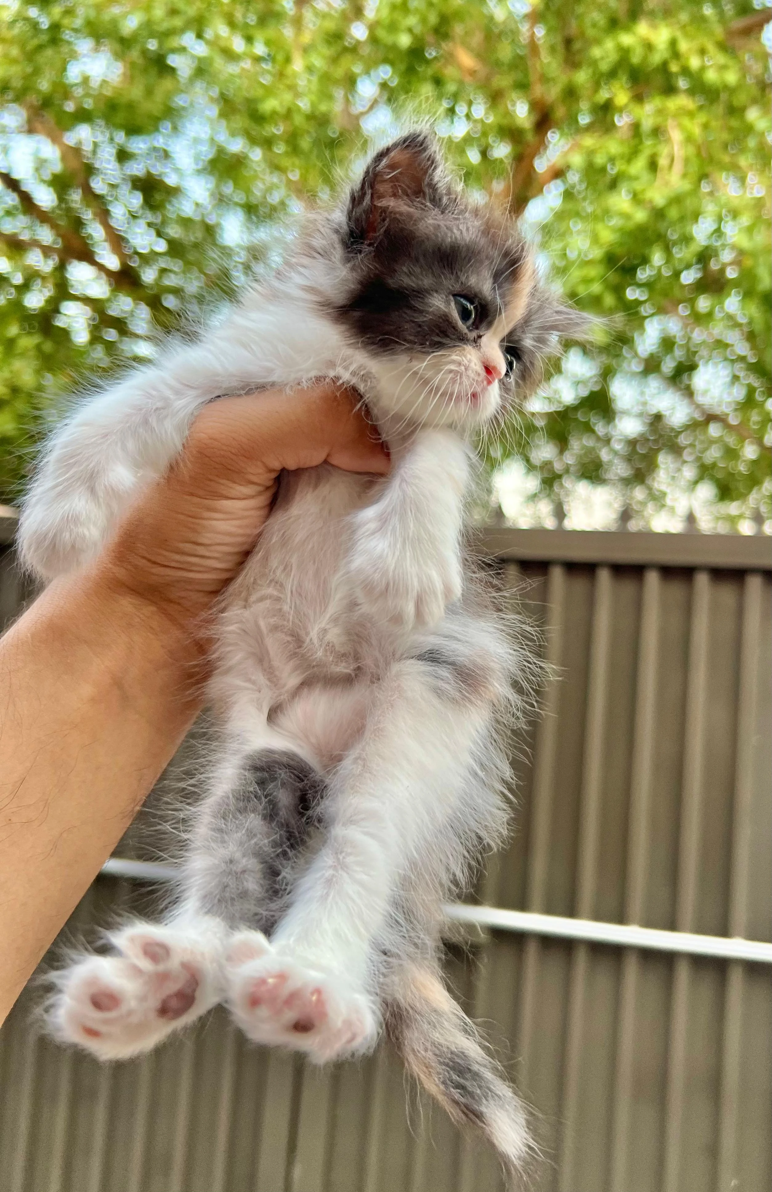 cute persian kittens