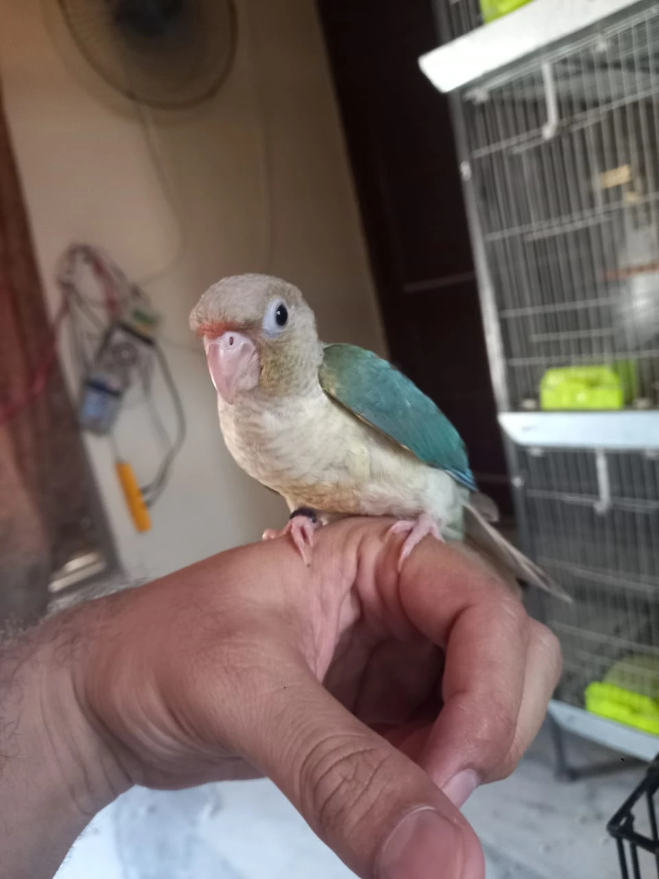 High Red Pinapple Conures and Blue Conures-Image 1