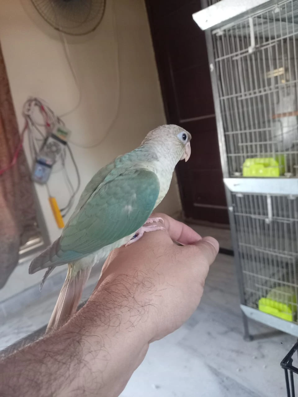 High Red Pinapple Conures and Blue Conures