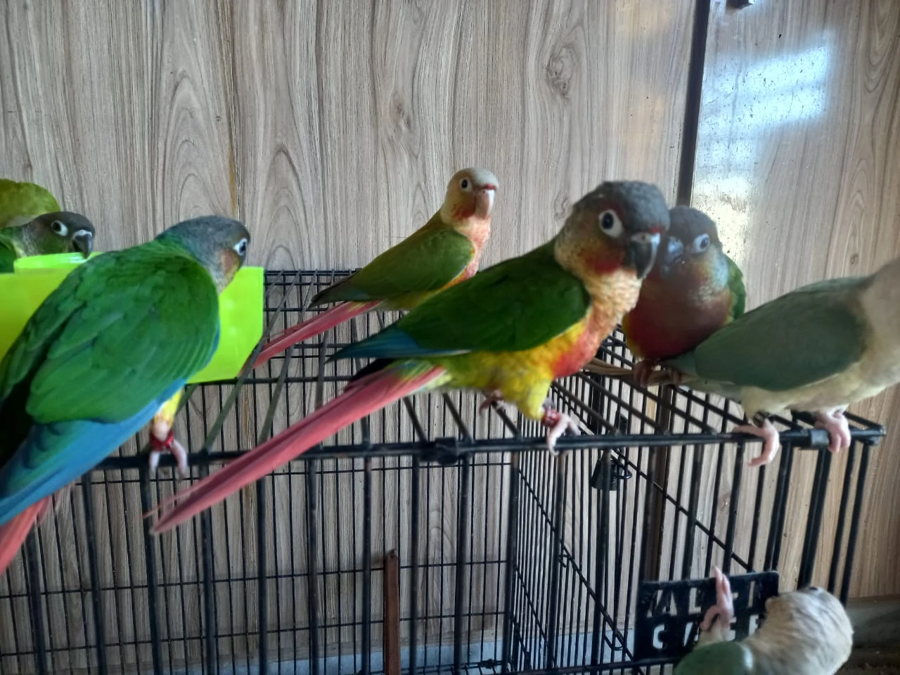 High Red Pinapple Conures and Blue Conures-Image 4