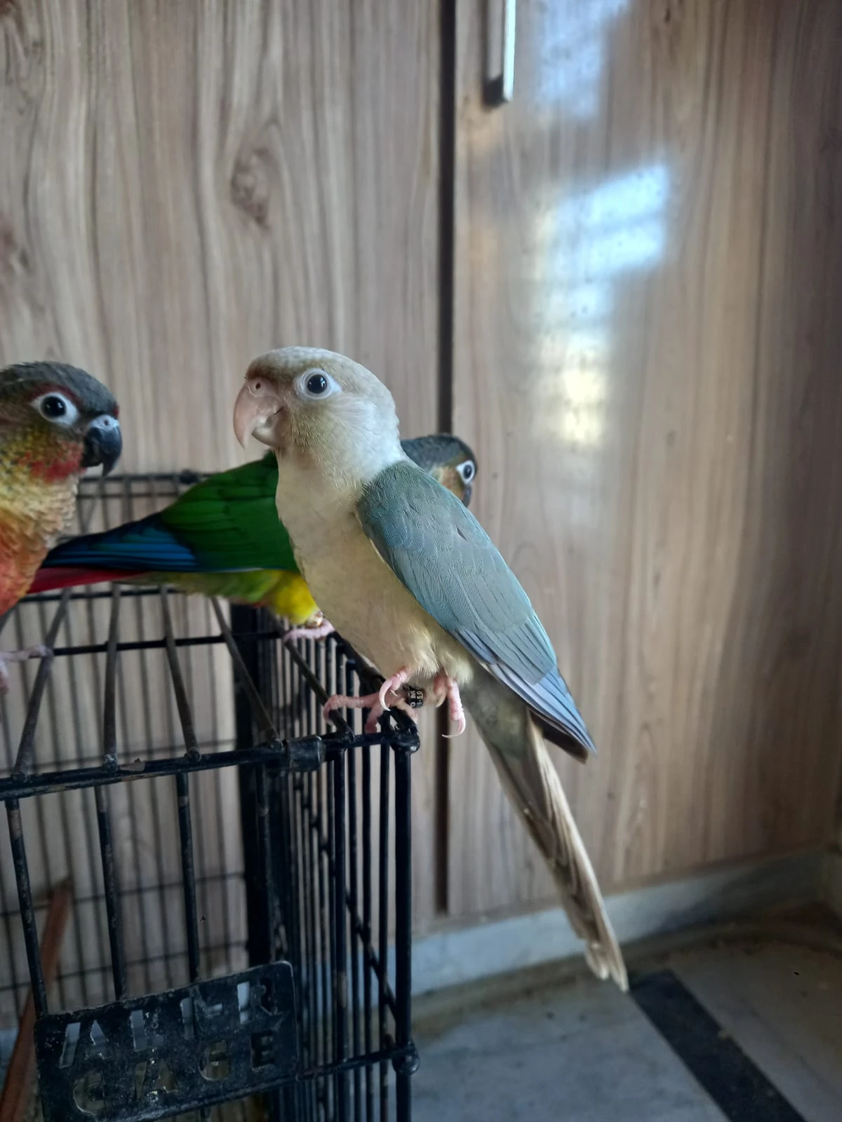 High Red Pinapple Conures and Blue Conures