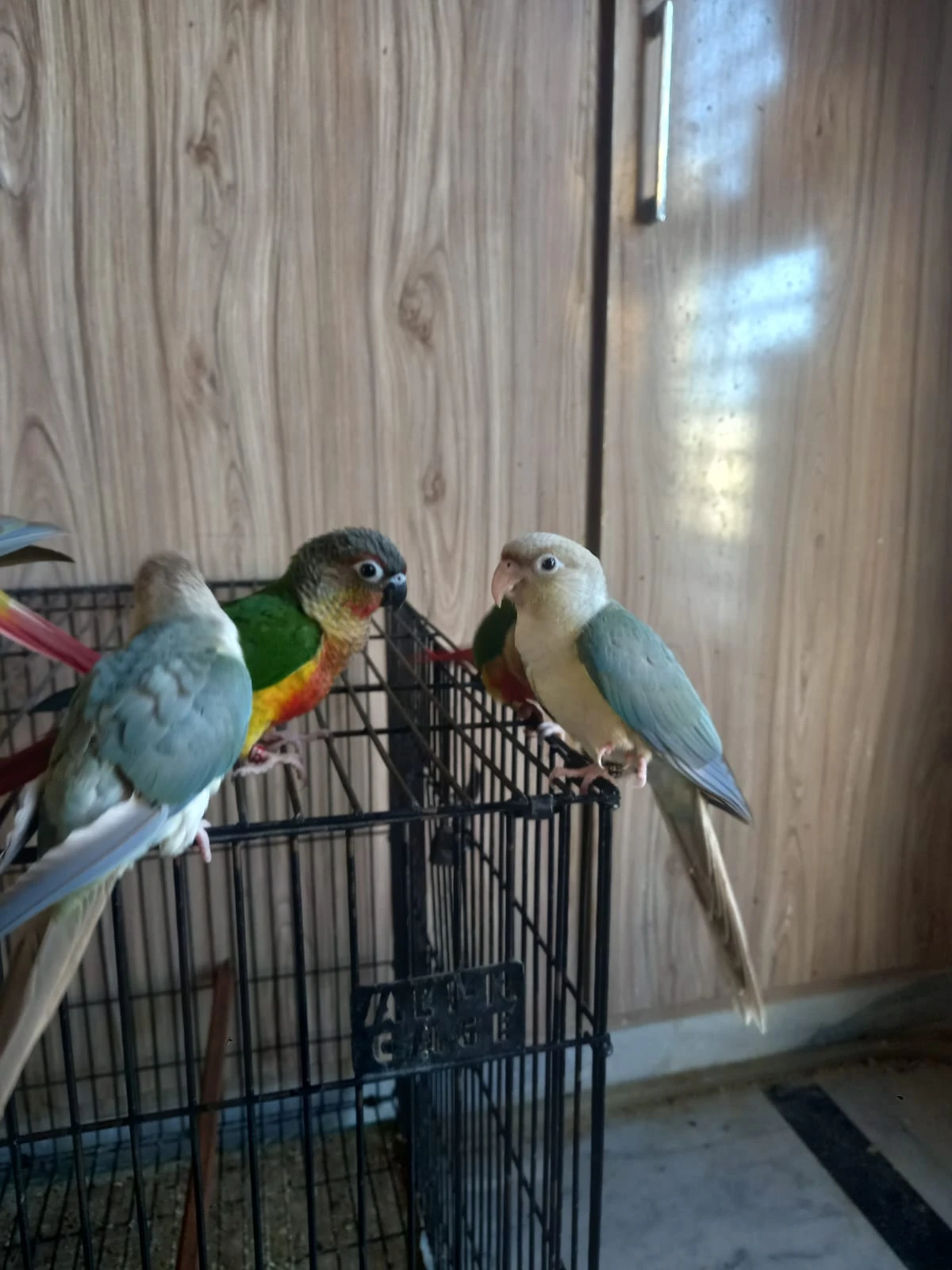 High Red Pinapple Conures and Blue Conures-Image 6