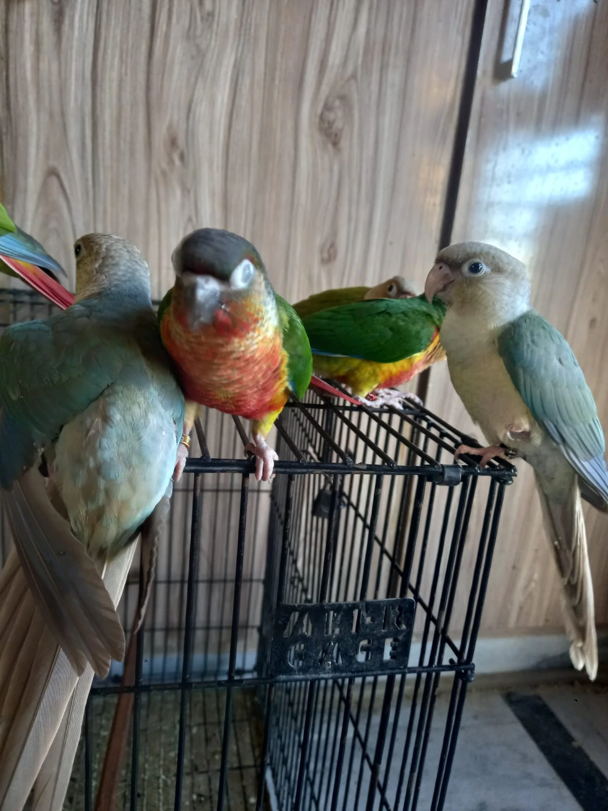 High Red Pinapple Conures and Blue Conures