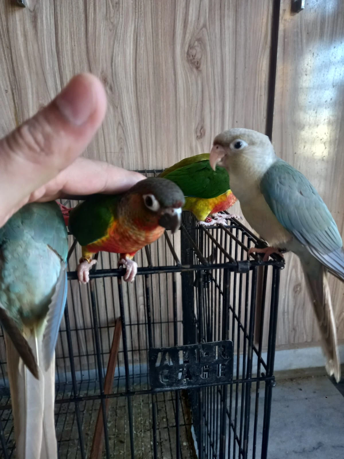 High Red Pinapple Conures and Blue Conures