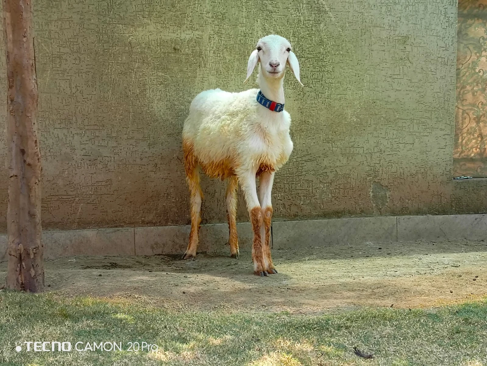 2 male sheeps-Image 1