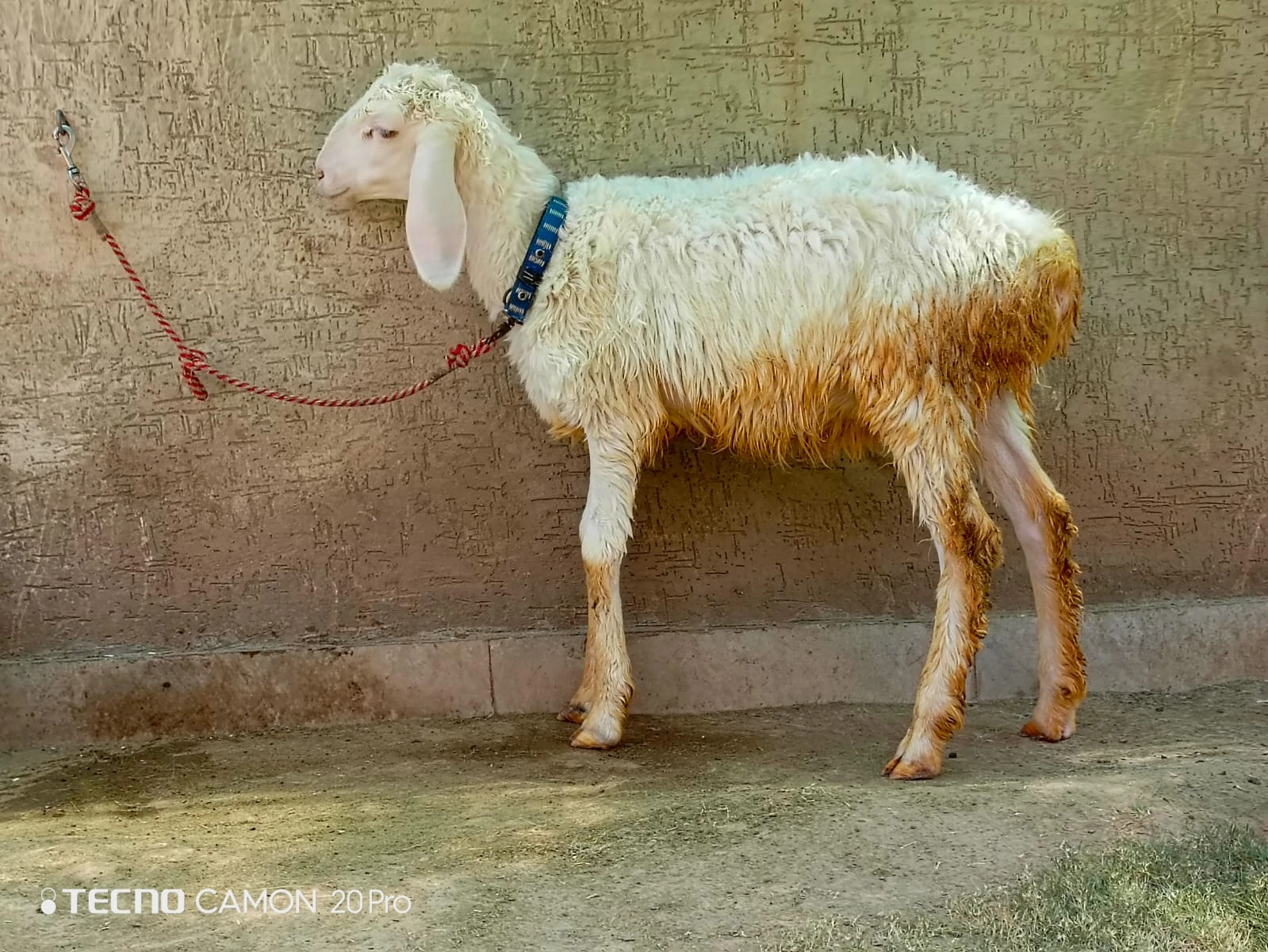 2 male sheeps-Image 3