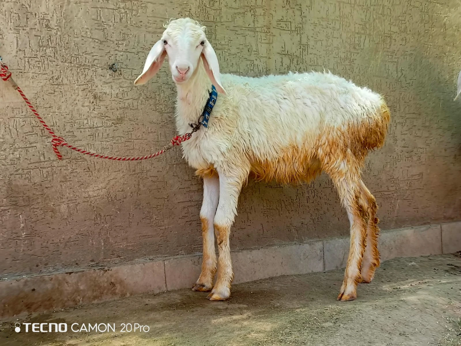 2 male sheeps-Image 4