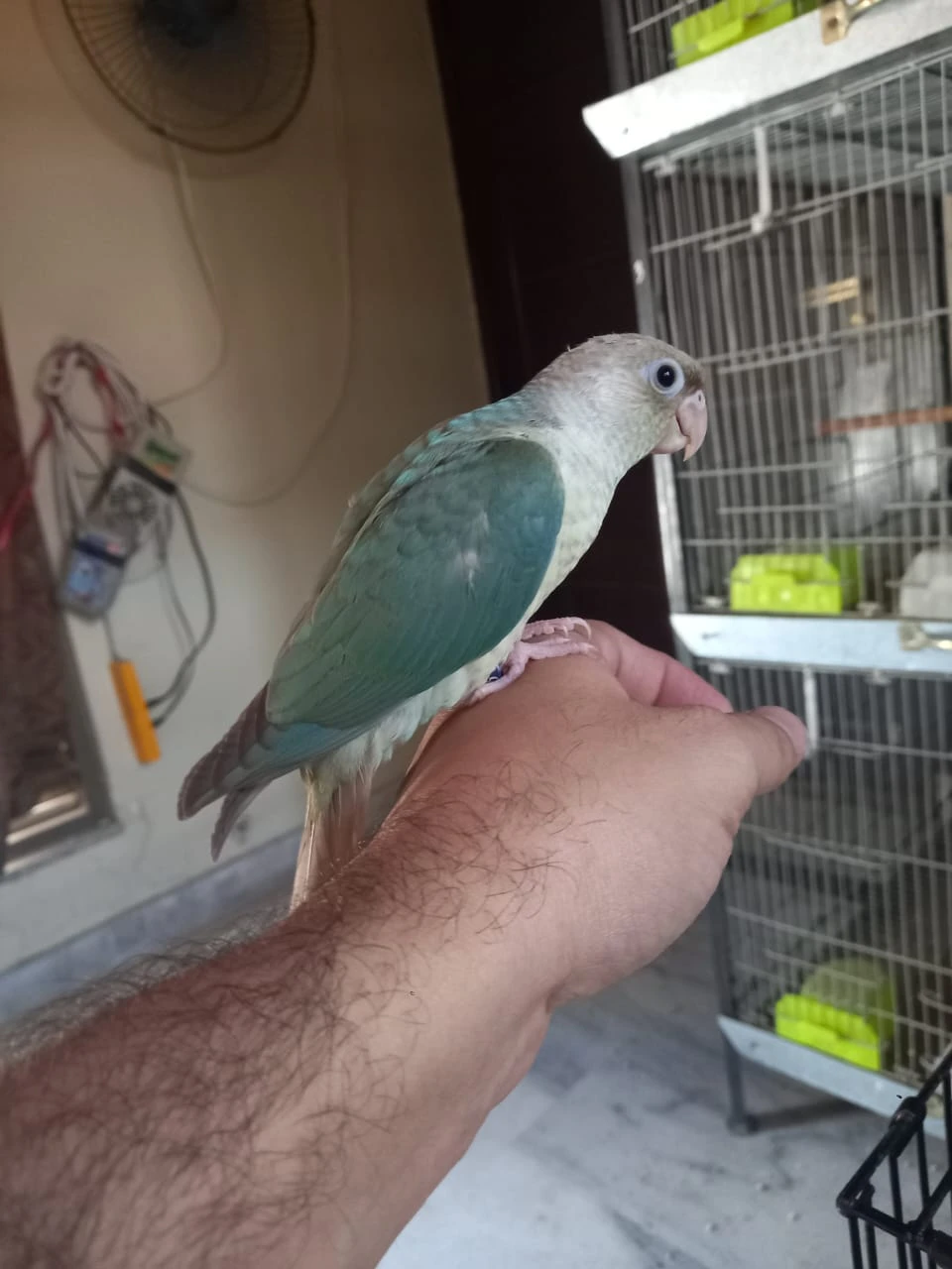 Blue Conures For Sale-Image 1