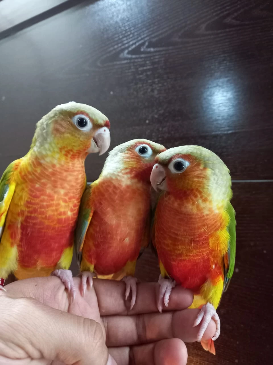 Red Pinapple Conures For Sale