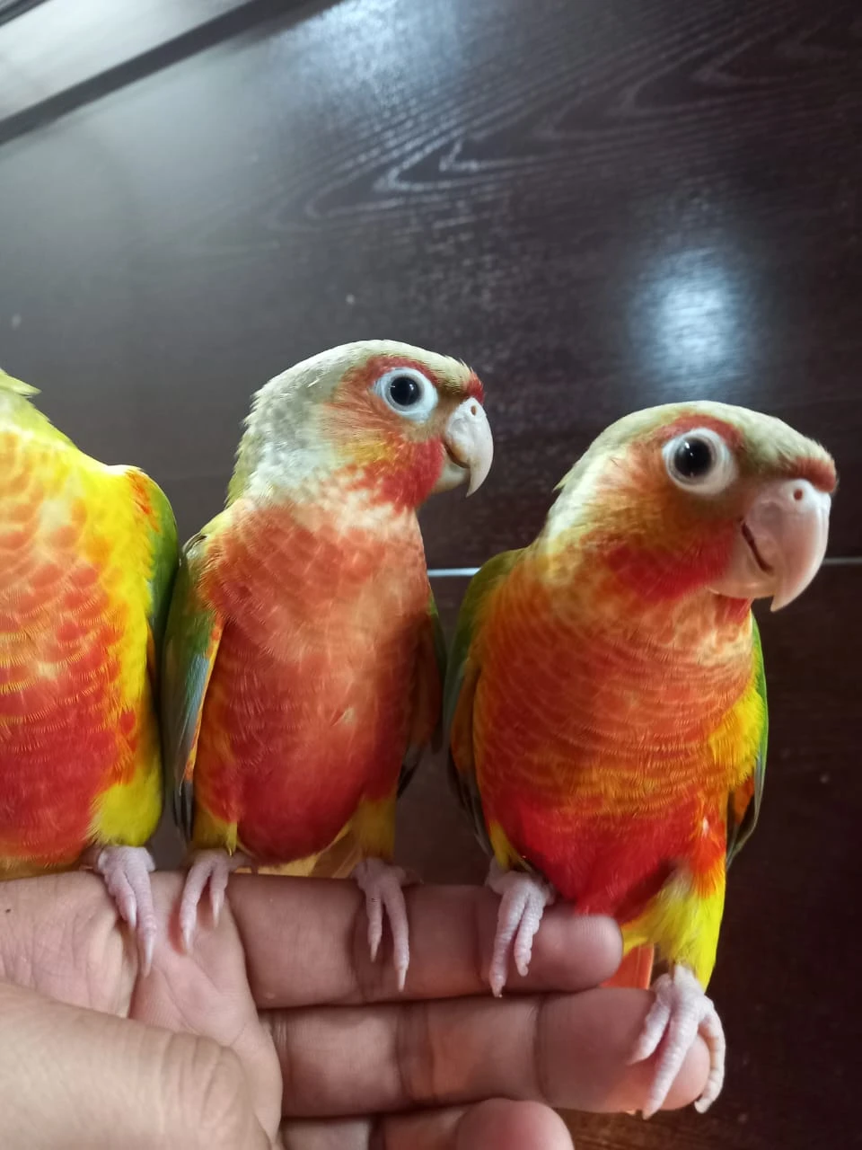 Red Pinapple Conures For Sale