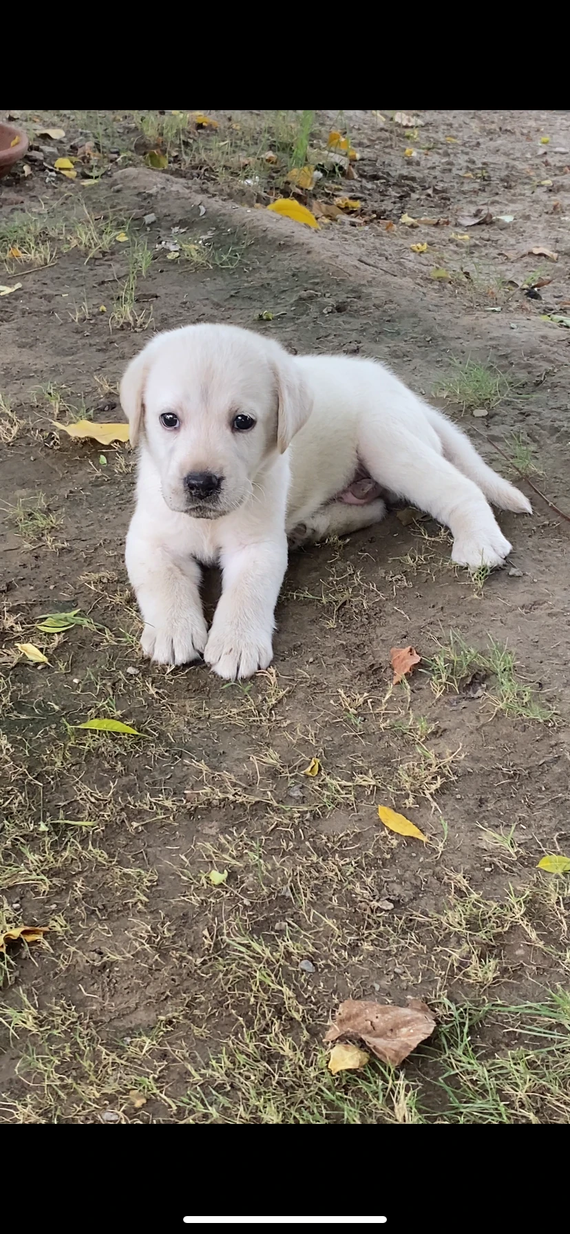 Male Lab Puppy looking for loving home-Image 1