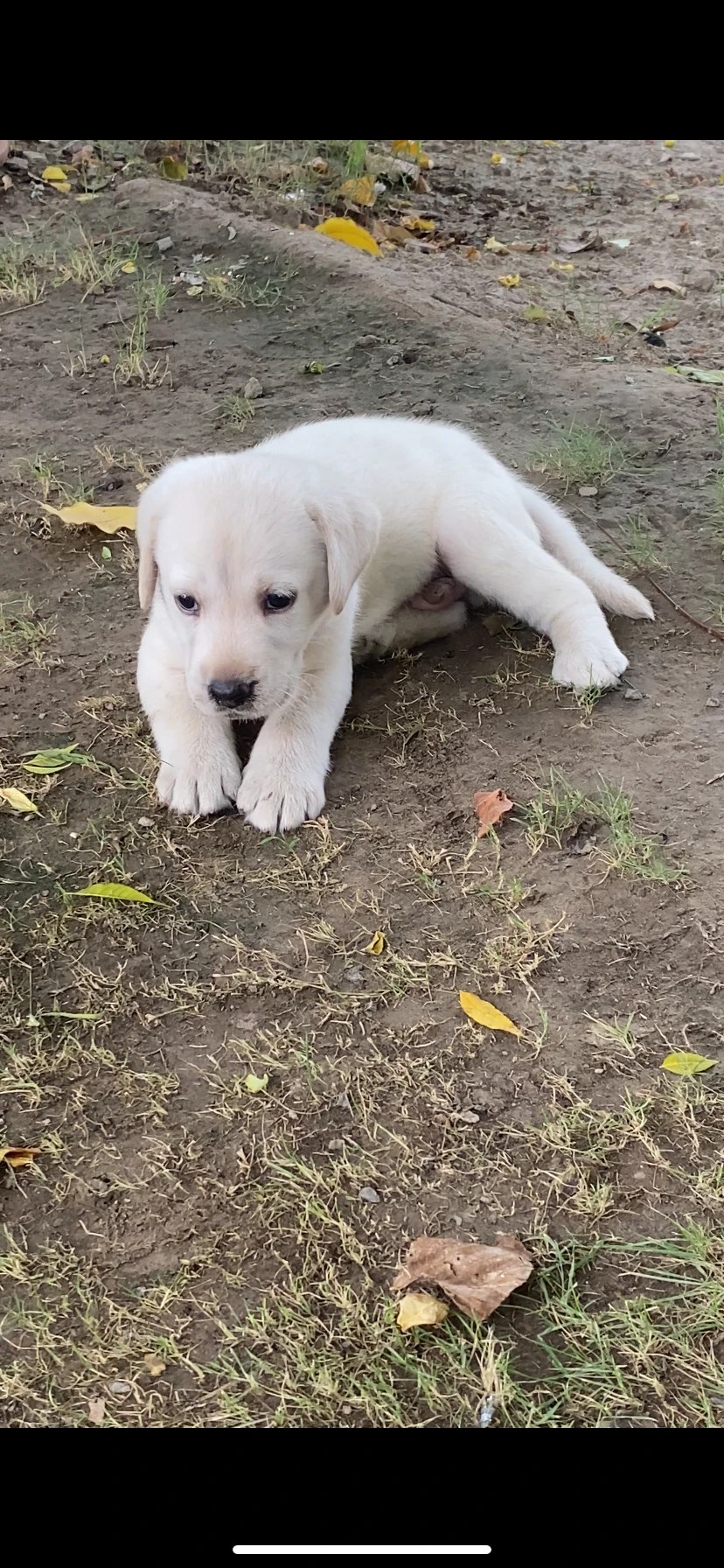 Male Lab Puppy looking for loving home