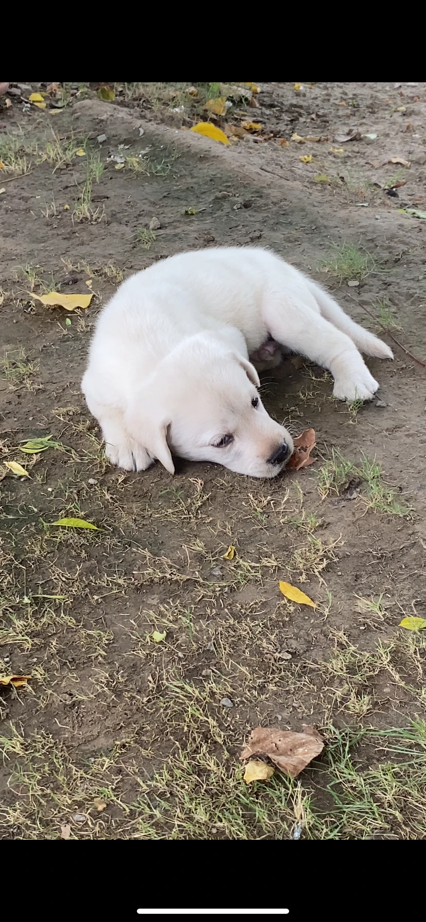 Male Lab Puppy looking for loving home-Image 3