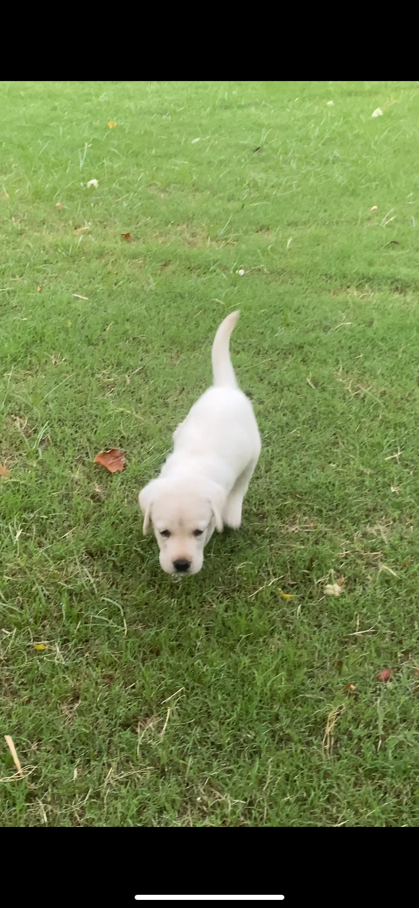 Male Lab Puppy looking for loving home