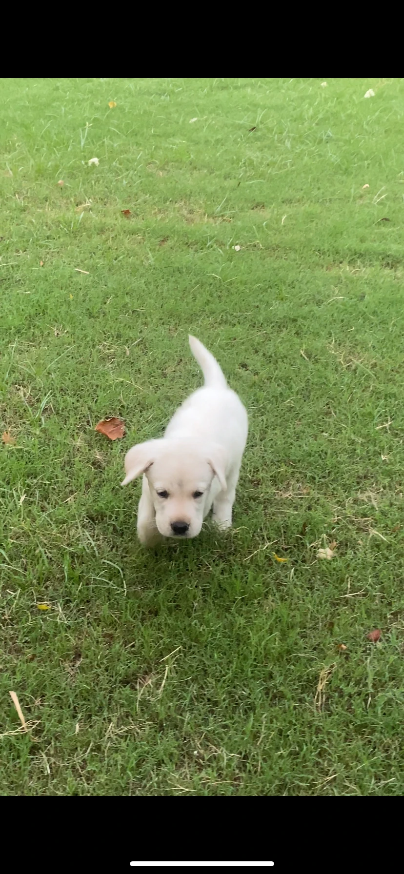 Male Lab Puppy looking for loving home