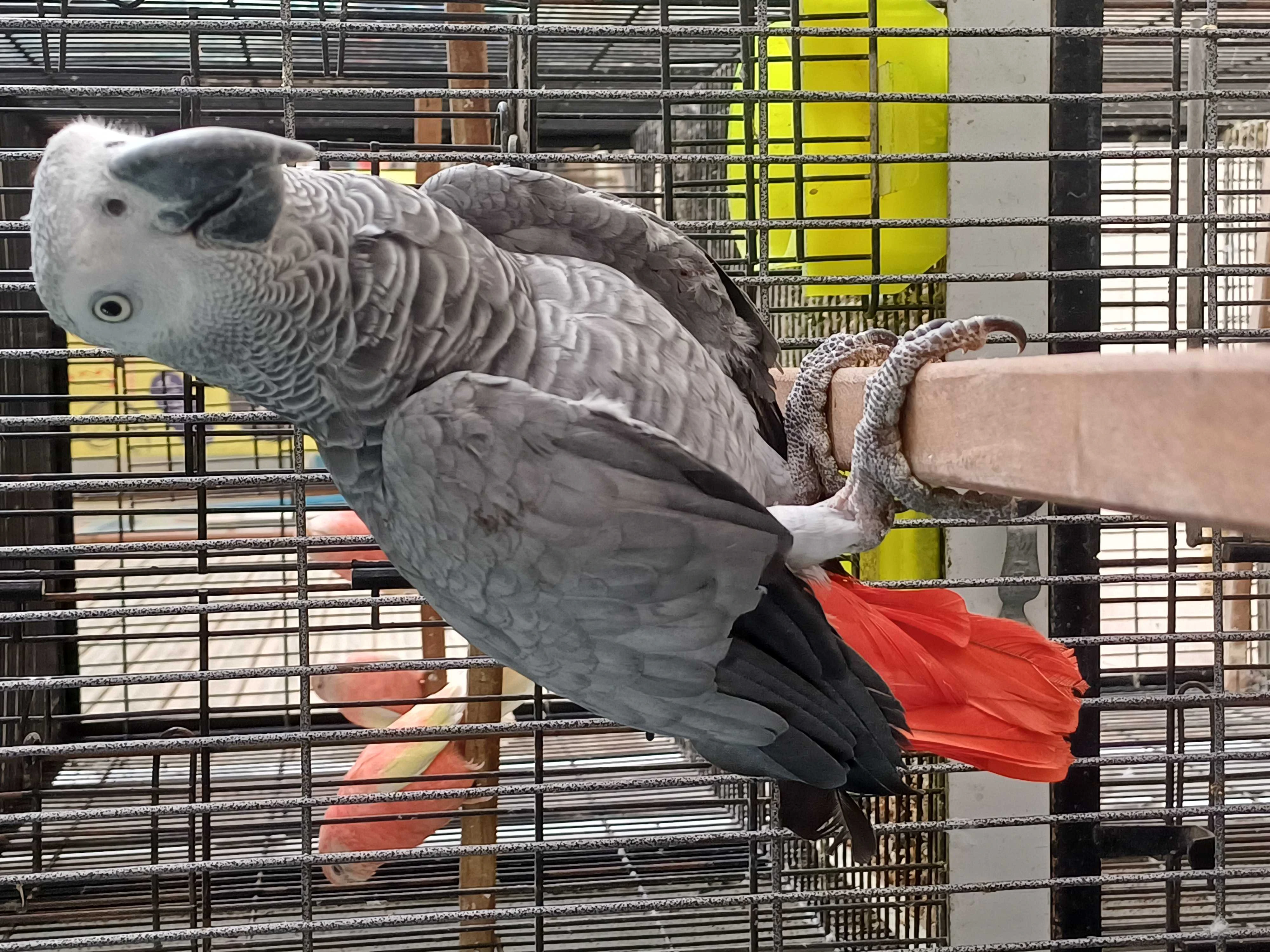 Gray parrot-Image 1