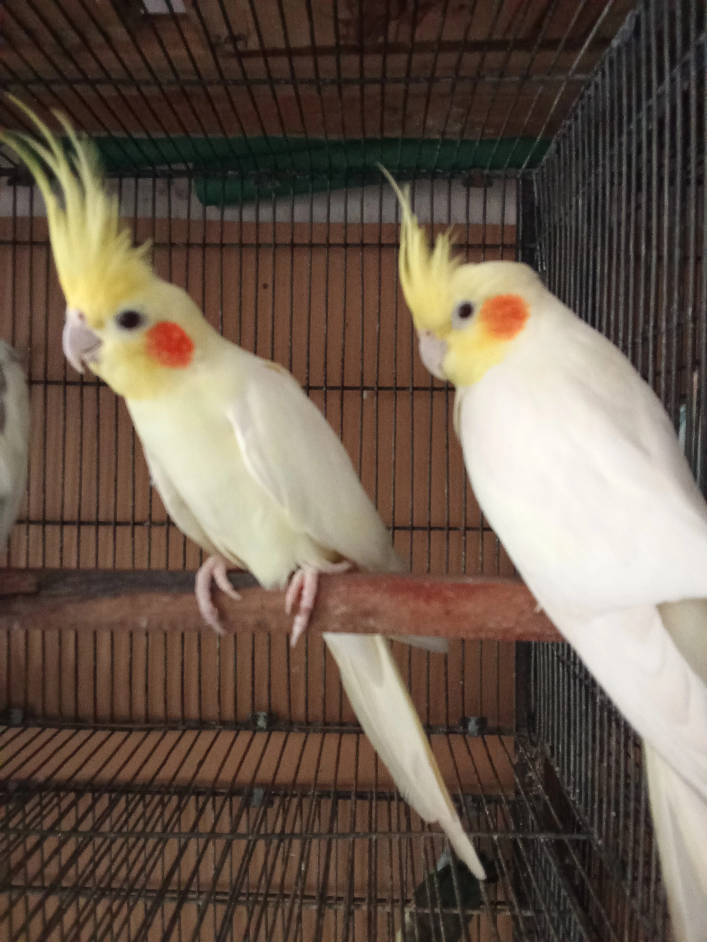 Cockatiel pair for slae