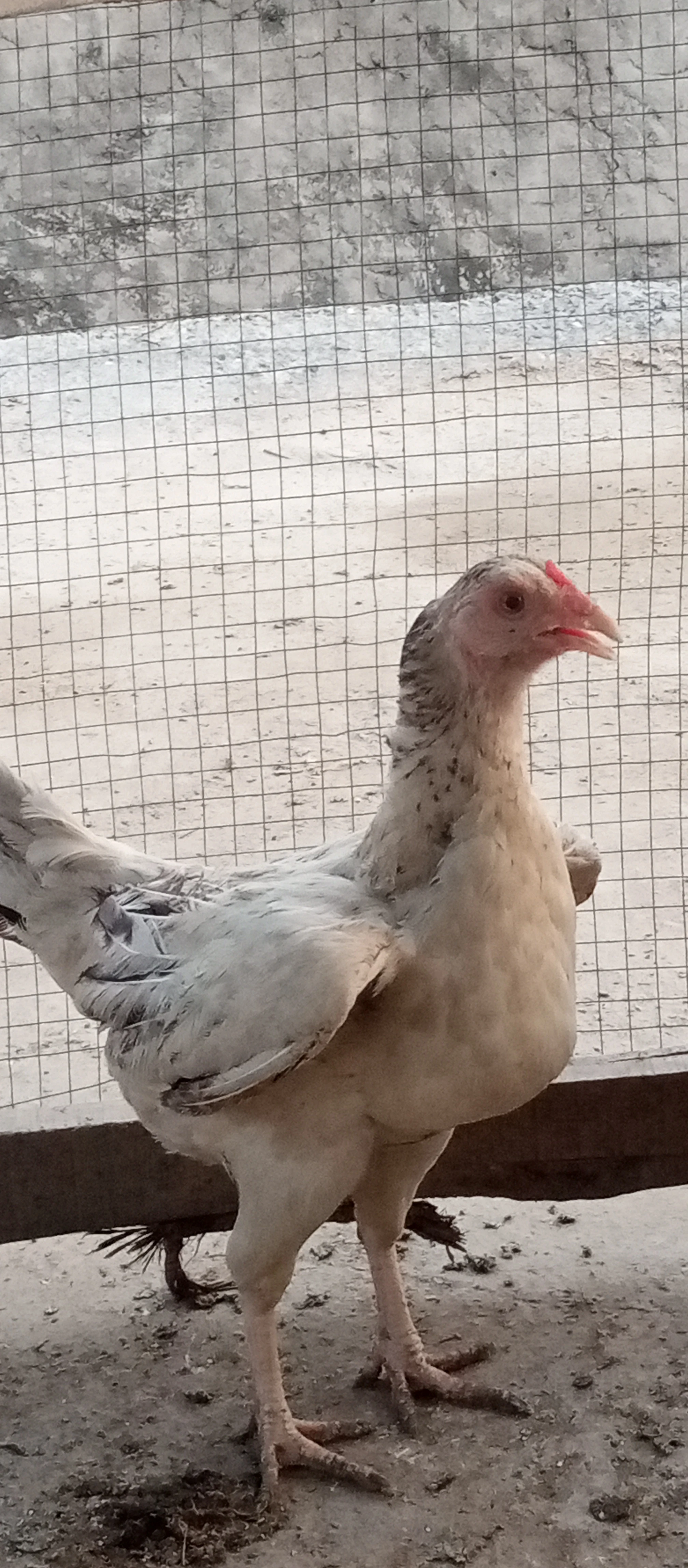 Hen for sale