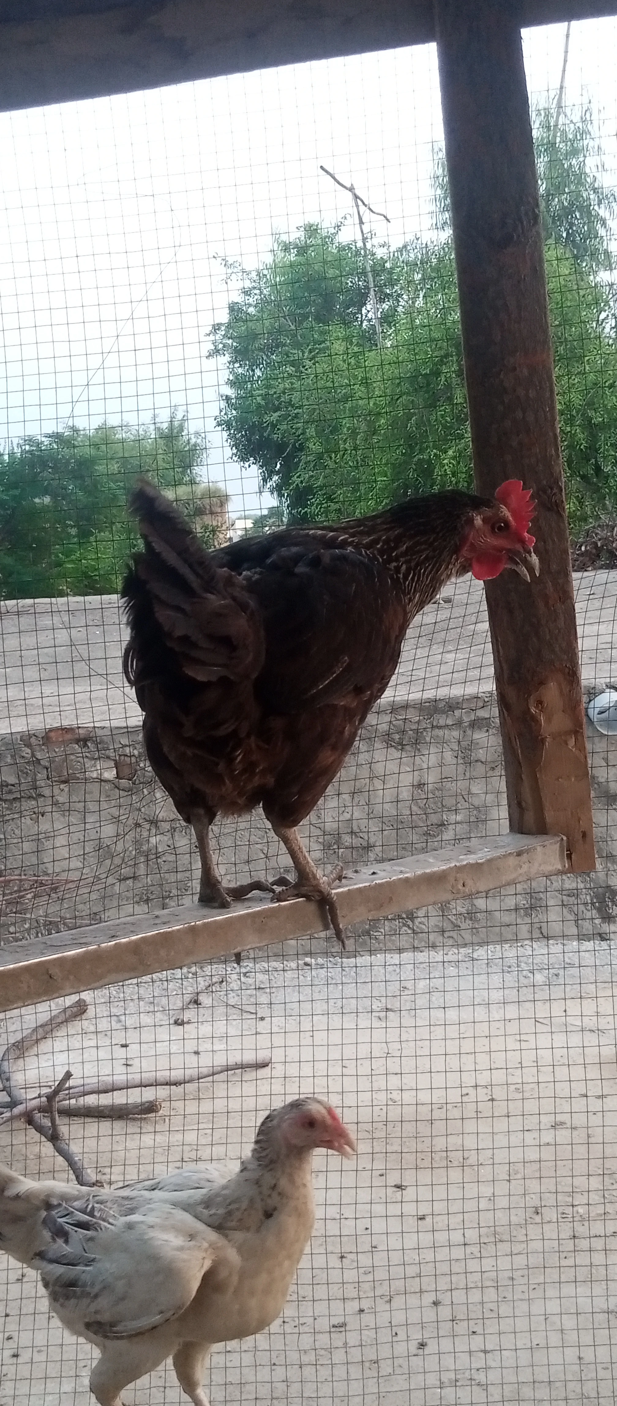 Hen for sale