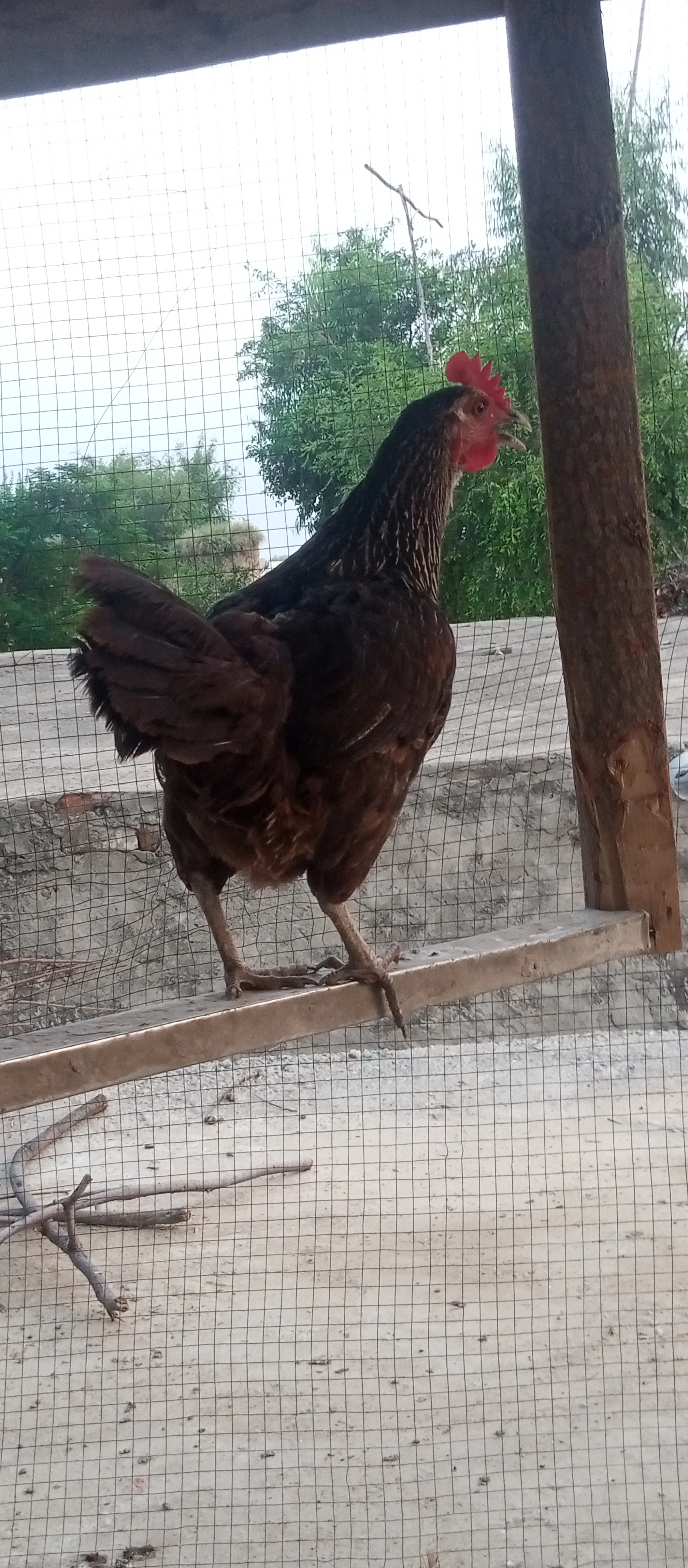 Hen for sale