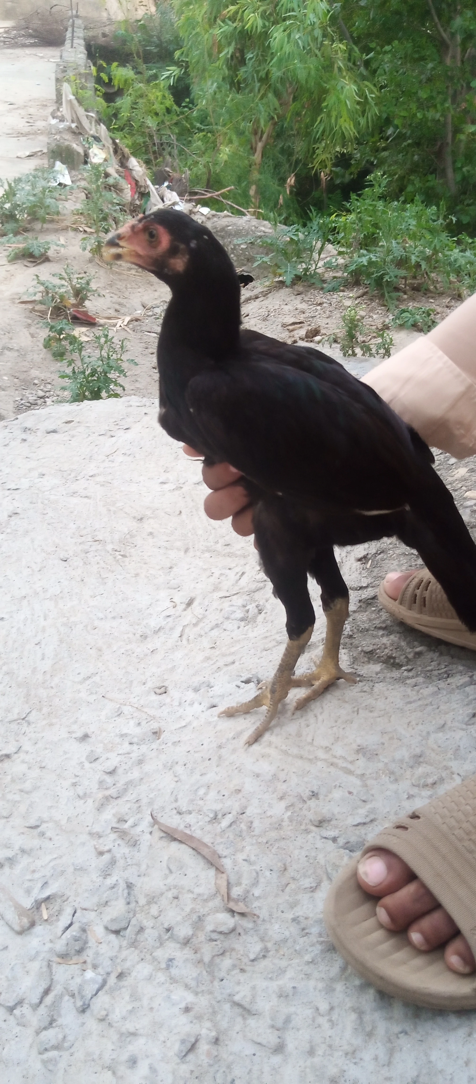 Aseel chicken for sale