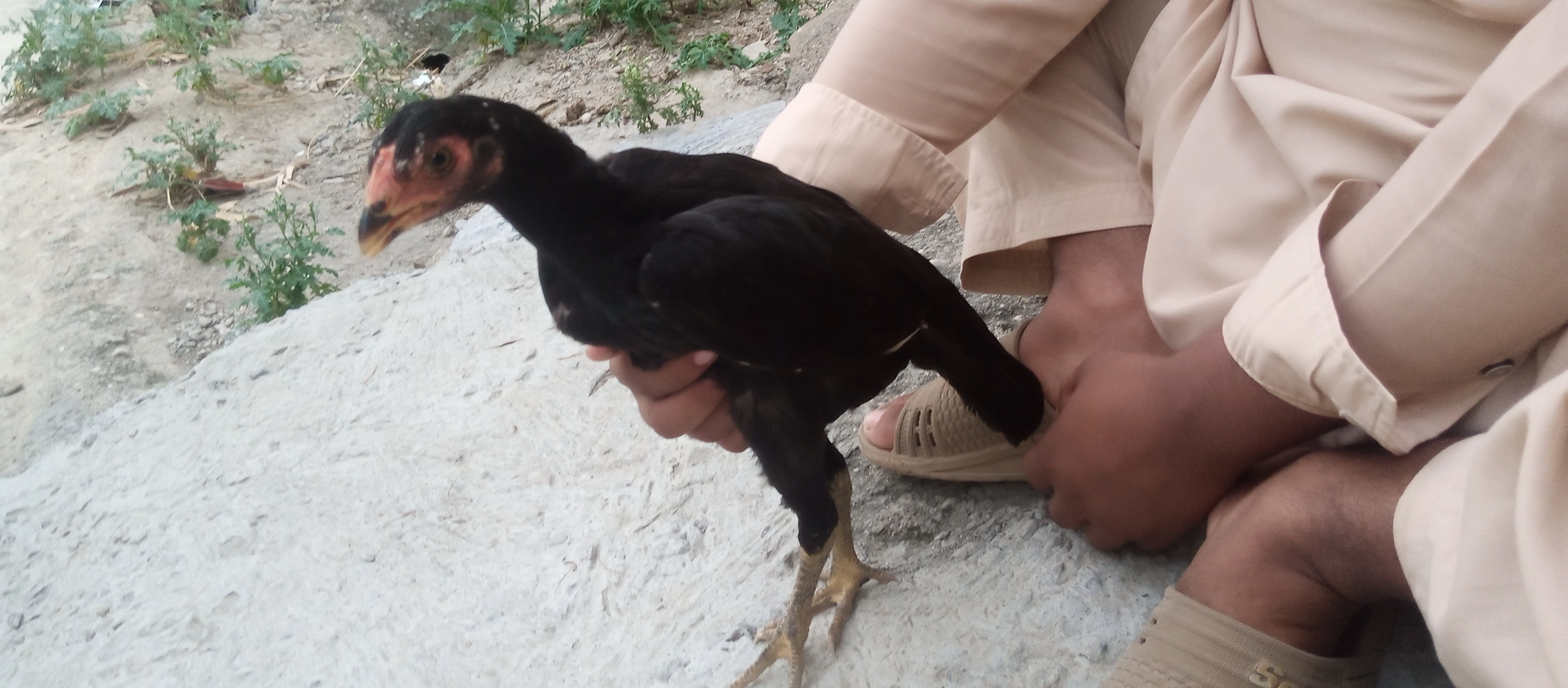 Aseel chicken for sale