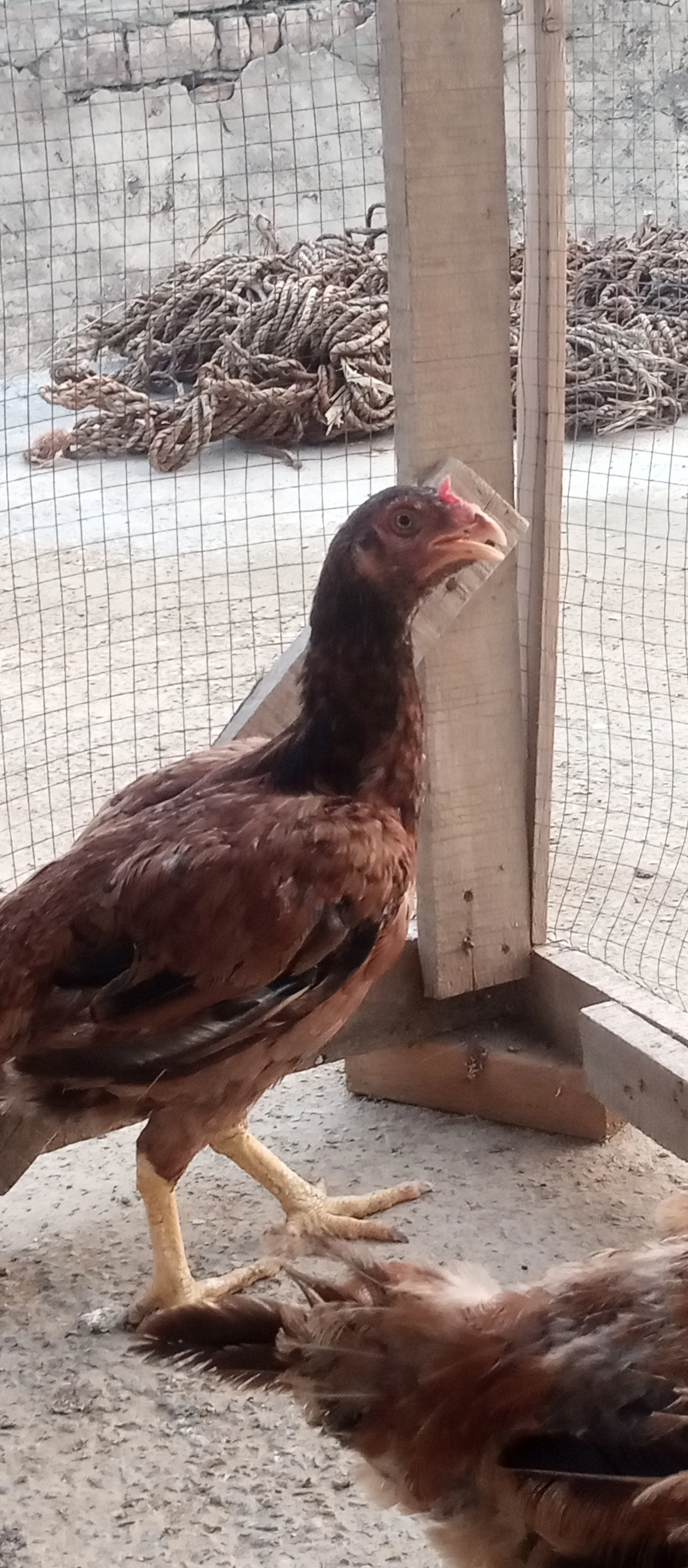 Maiwali aseel hen for sale-Image 1