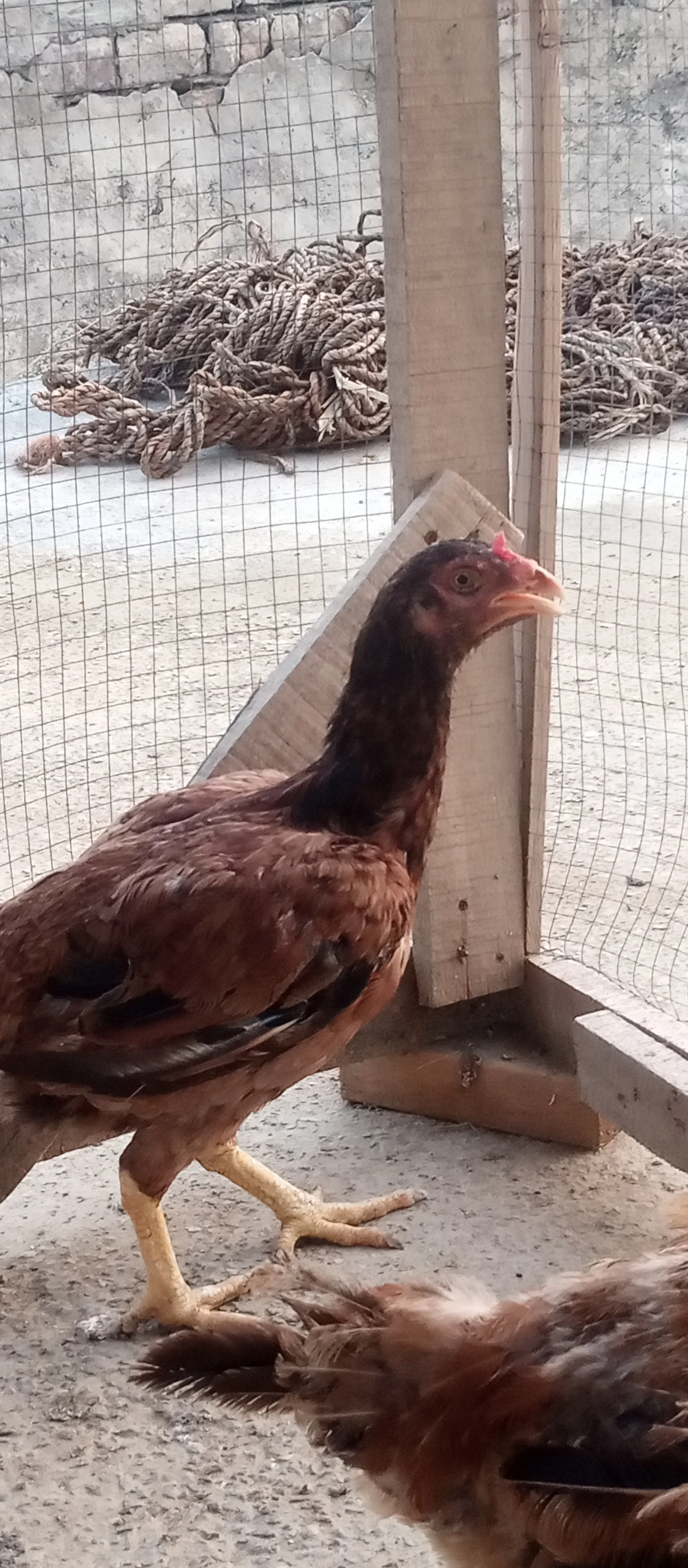 Maiwali aseel hen for sale-Image 2