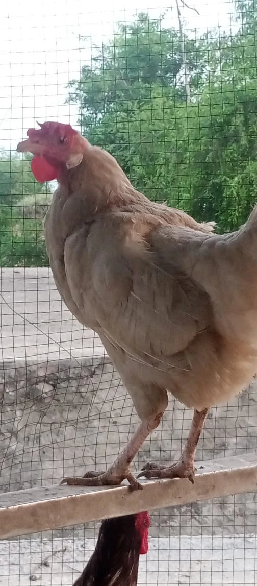 Desi Female Hen-Image 1