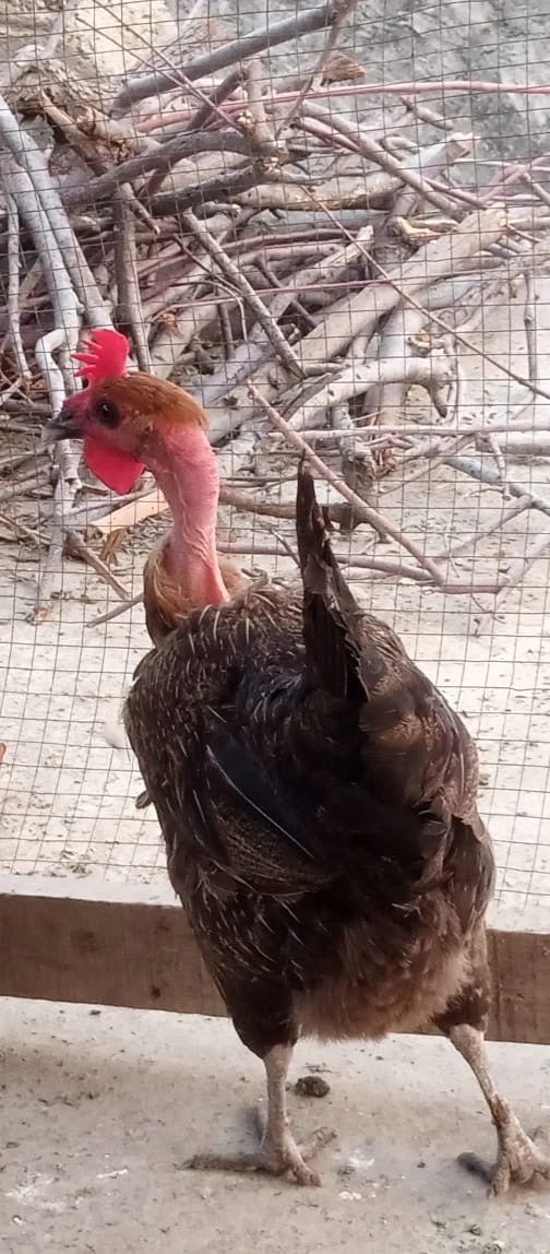 Desi Orgainc Hen